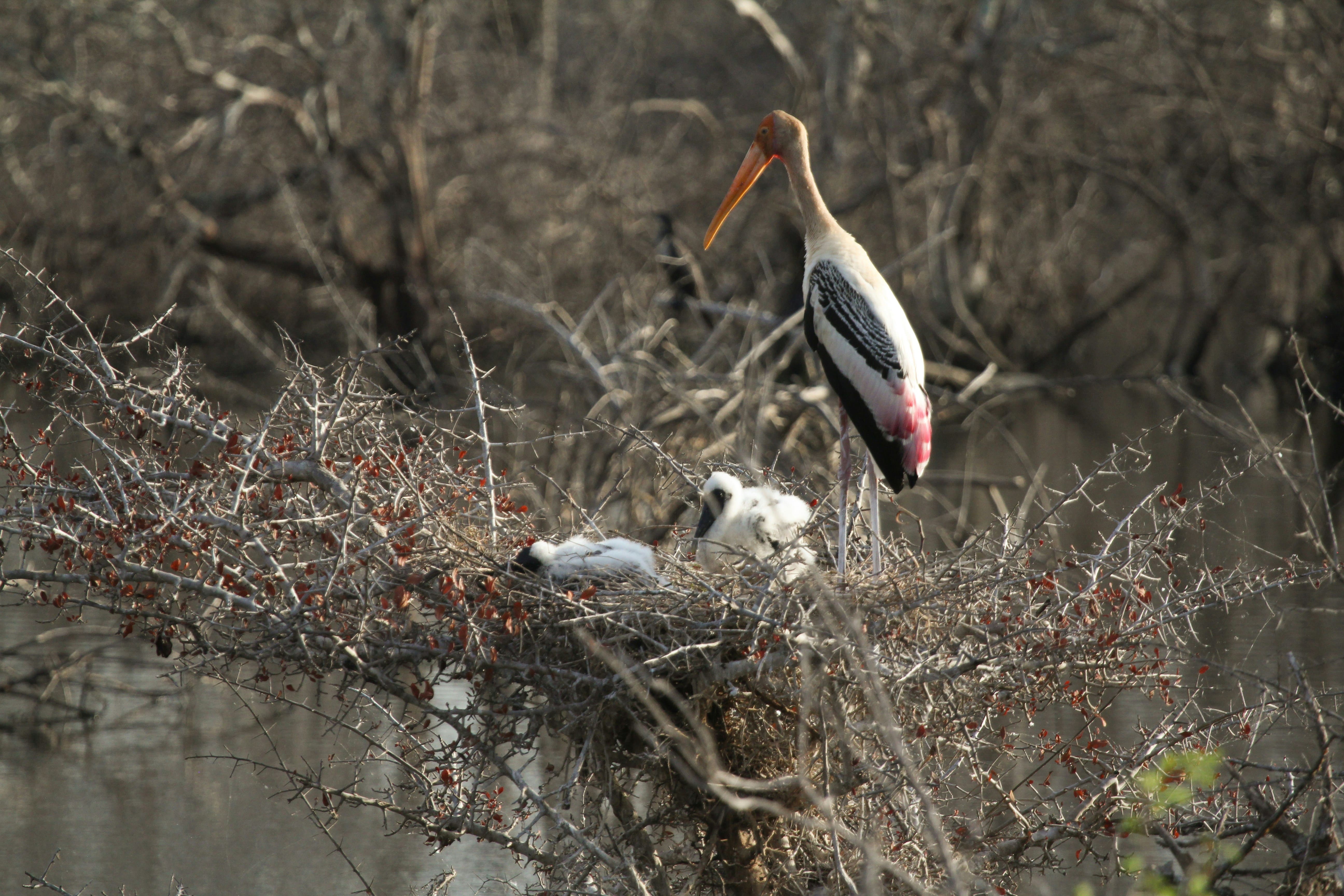 Kumana Bird Sanctuary