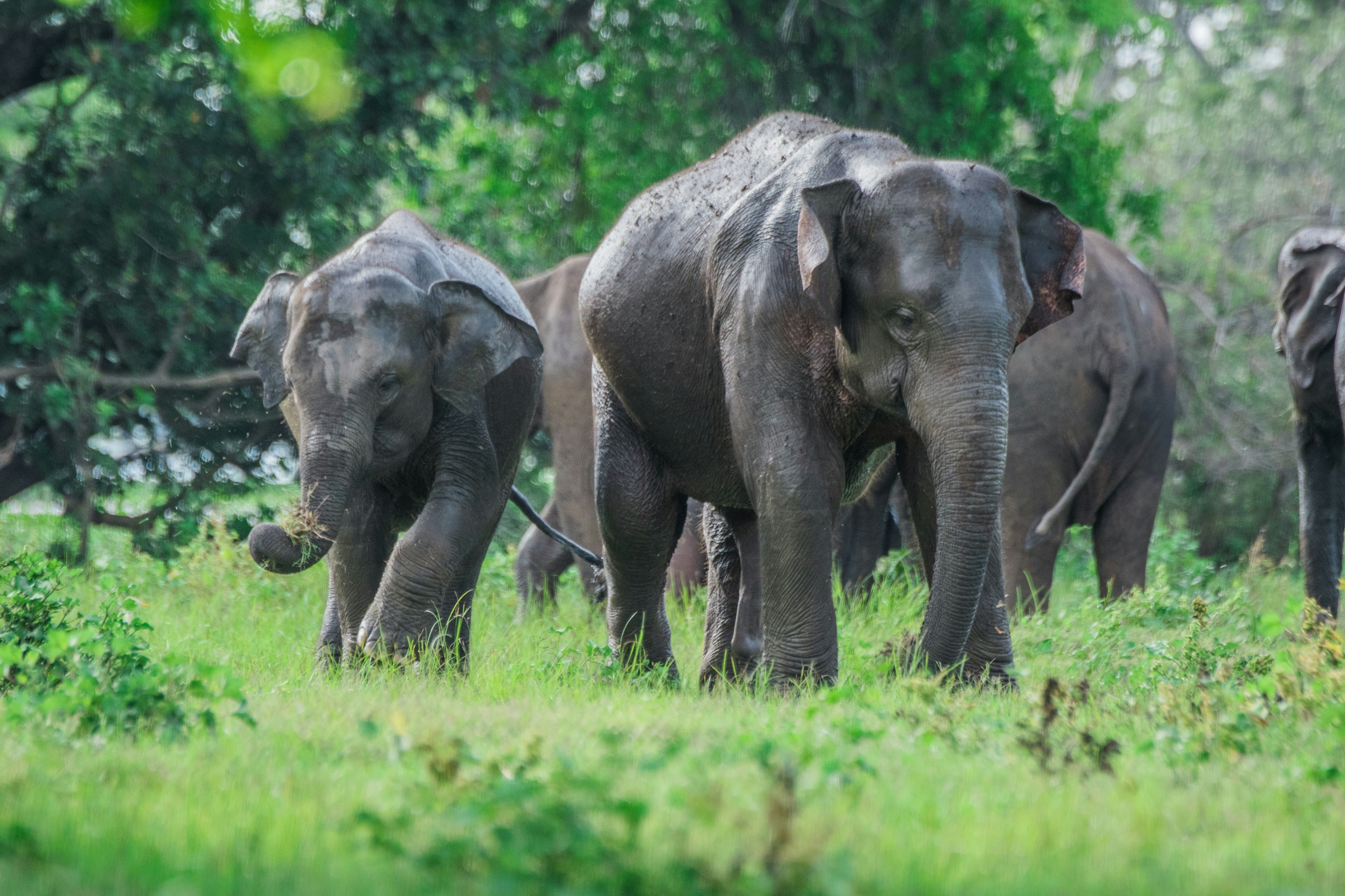 Minneriya National Park — The Gathering