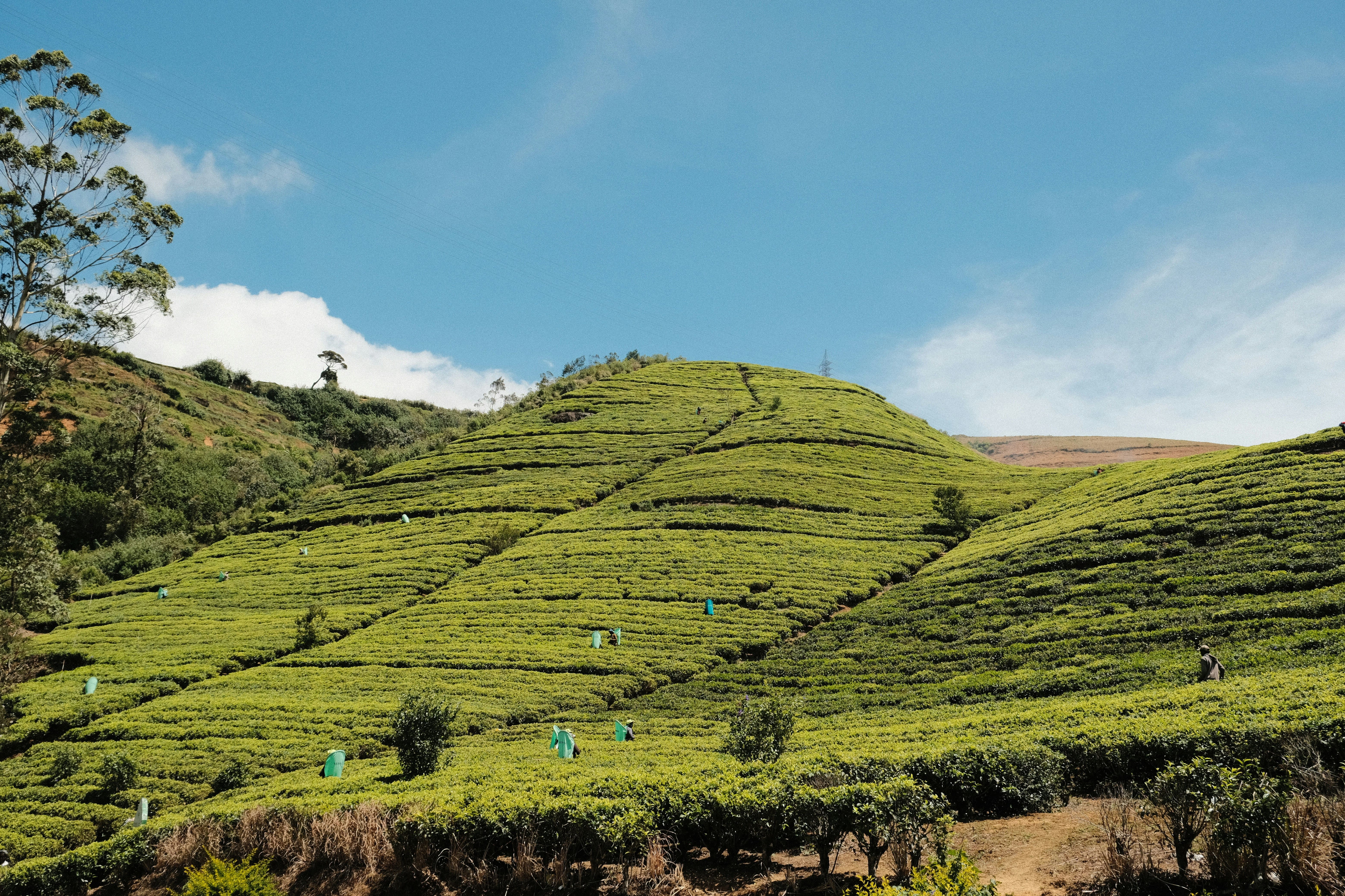 Emerald tea plantations in Sri Lanka's hill country