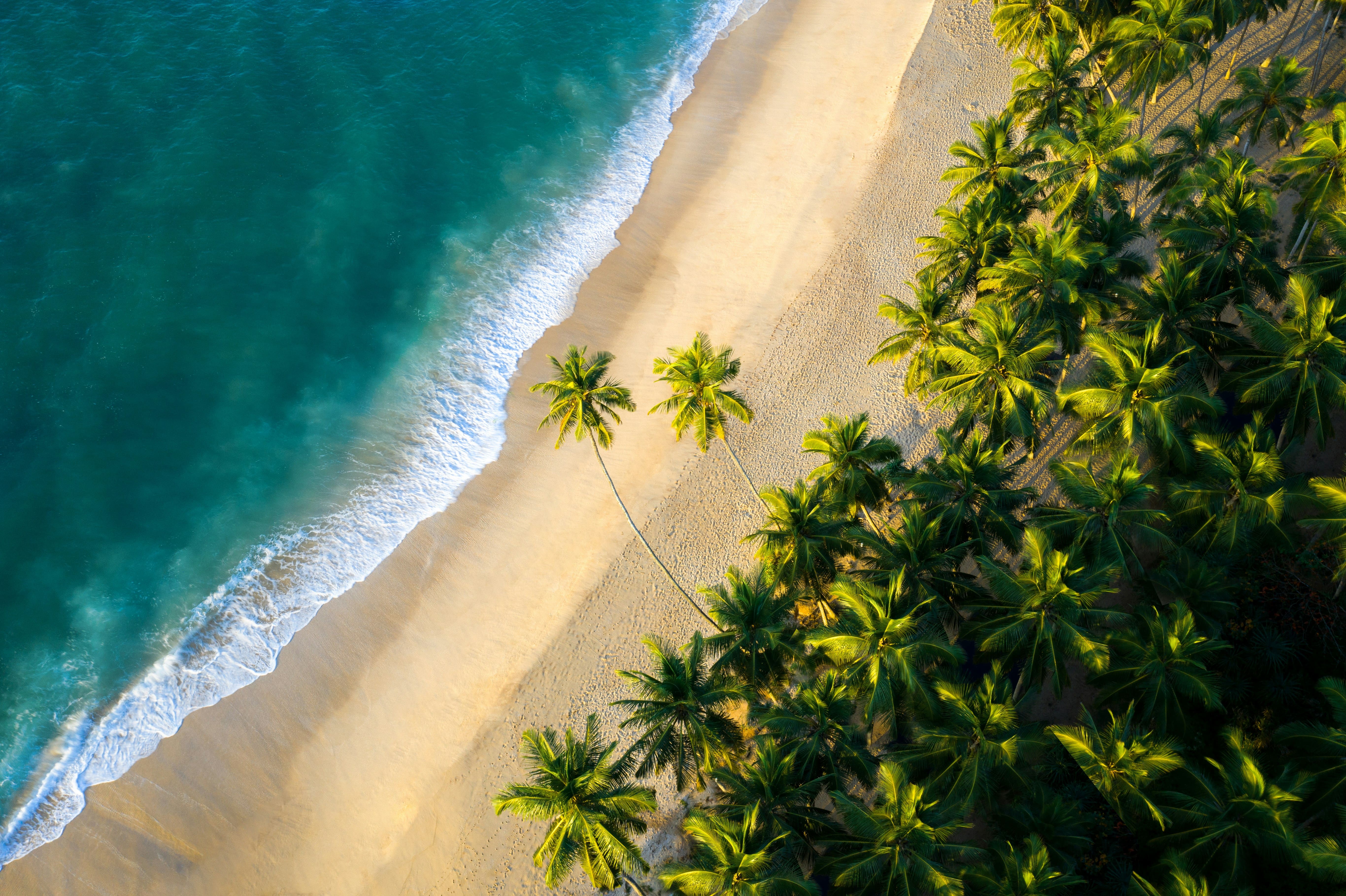 Beach & The Wild