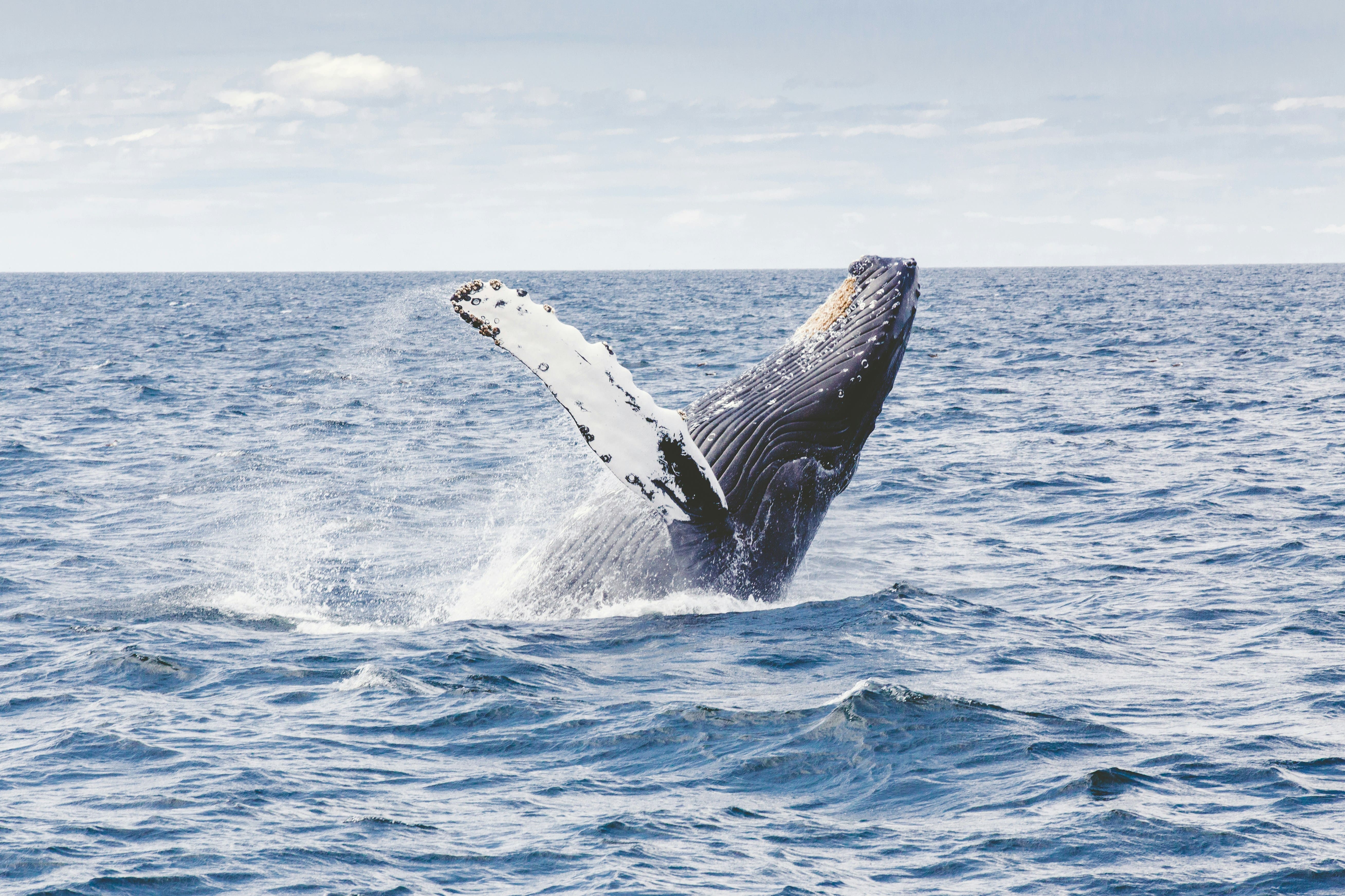 Mirissa — Blue Whale Capital of the World