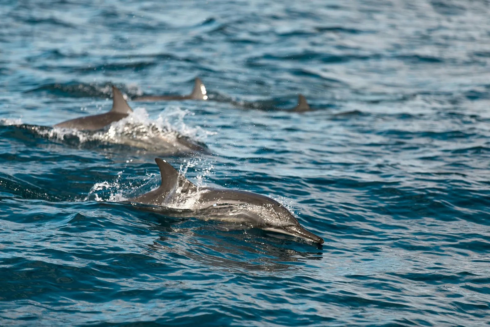 Pod of spinner dolphins surfacing off Kalpitiya on Sri Lanka's north west coast