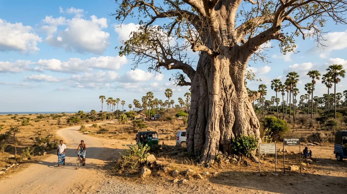 Gigantic historic baobab tree in Mannar Sri Lanka