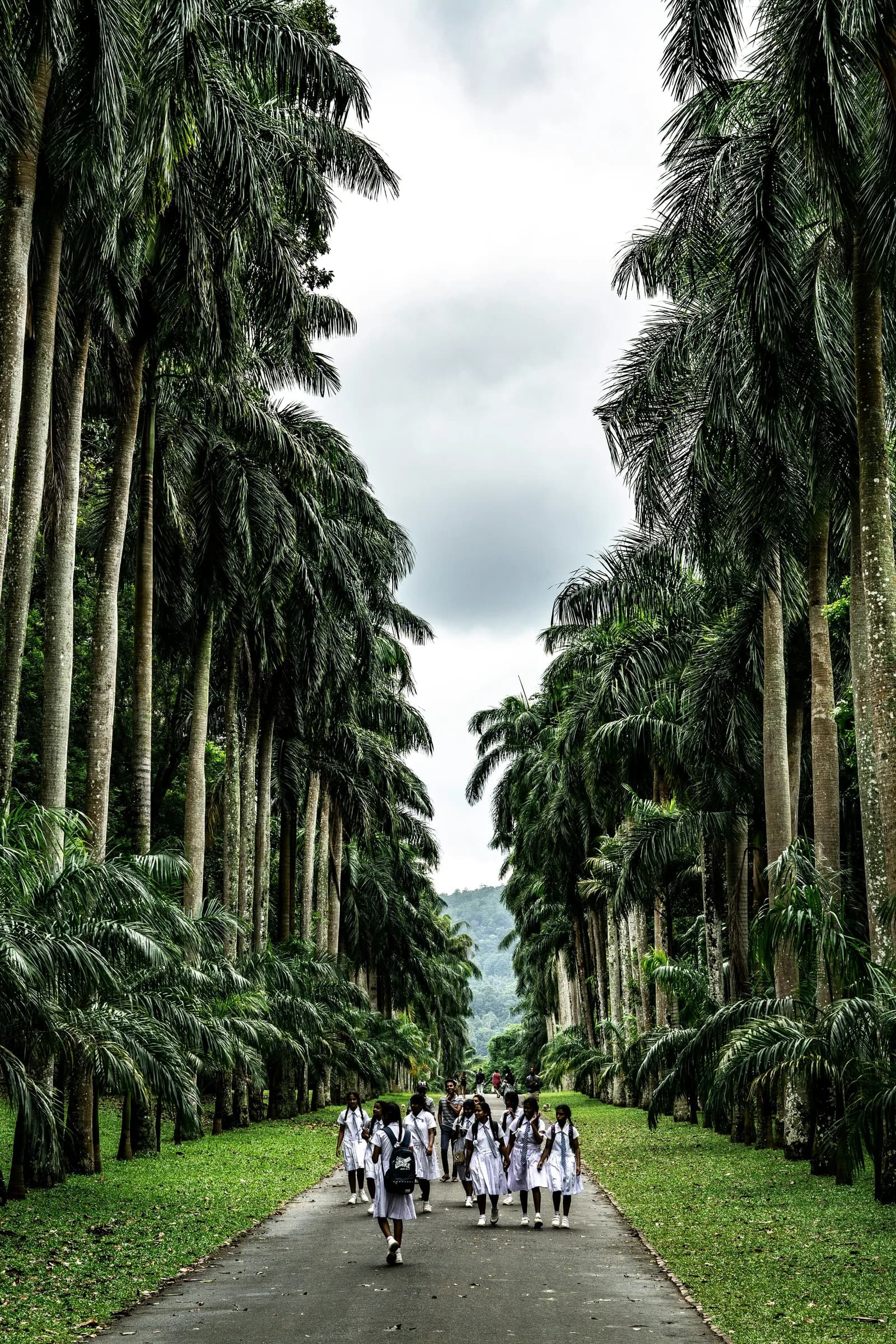 Graceful avenue of Royal Palms and lush tropical flora in Peradeniya Botanic Gardens