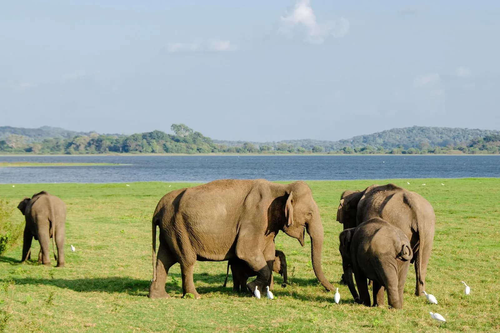 Herd of wild elephants grazing beside the reservoir in Udawalawe National Park