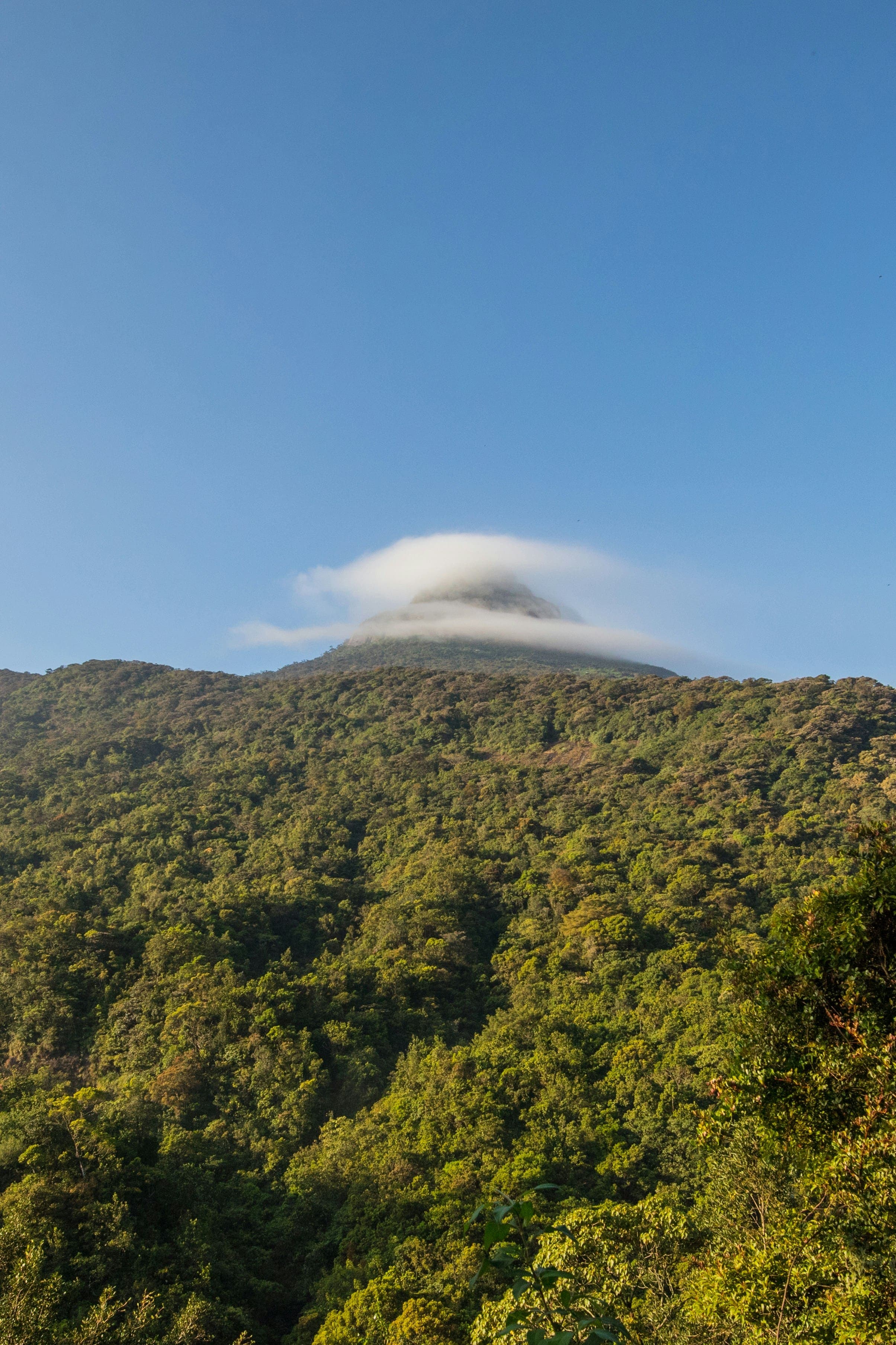Dawn sunrise view of sacred Adam's Peak (Sri Pada) mountain summit rising above the clouds.