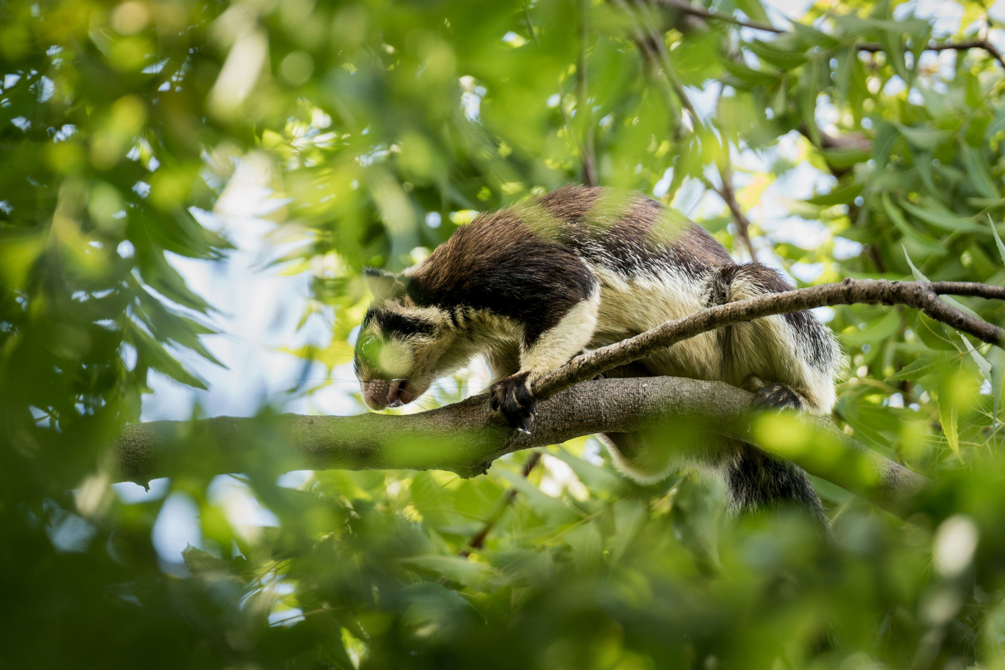 Wild animal spotted during an adventurous safari tour in Sri Lanka national park.