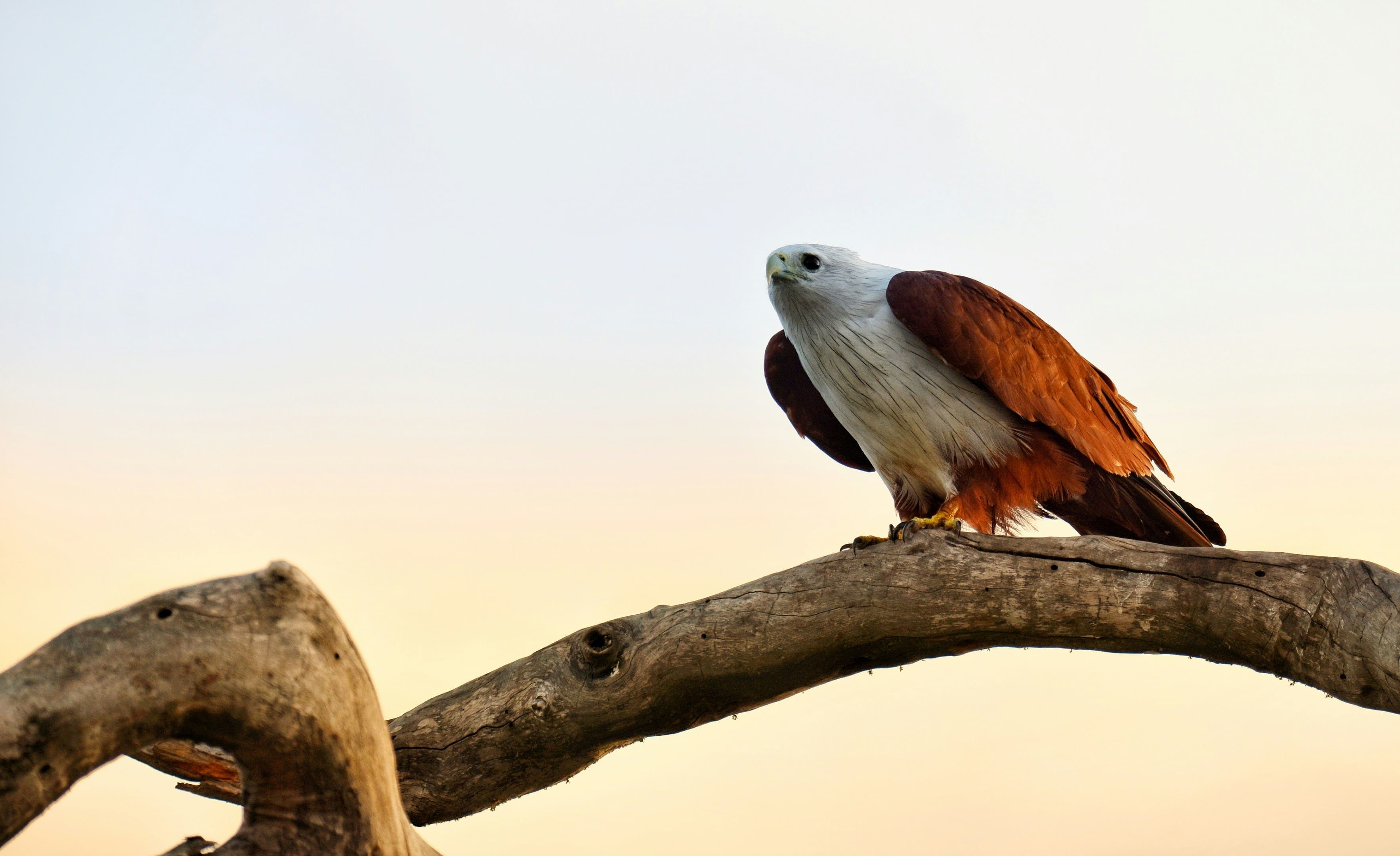 Colorful native tropical bird perched in lush jungle greenery.