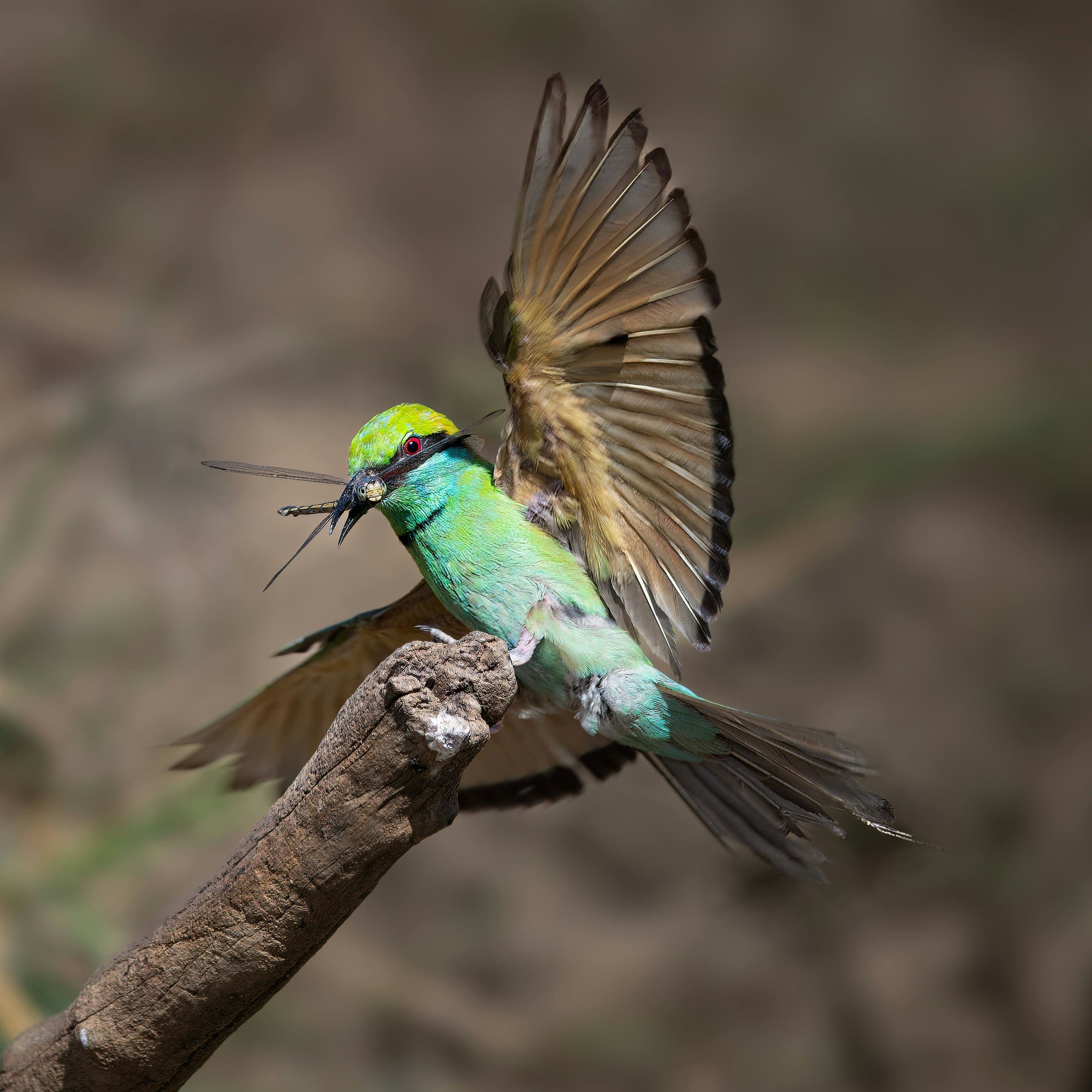 Vibrant native bird perched in the lush tropical rainforest canopy of Sri Lanka.