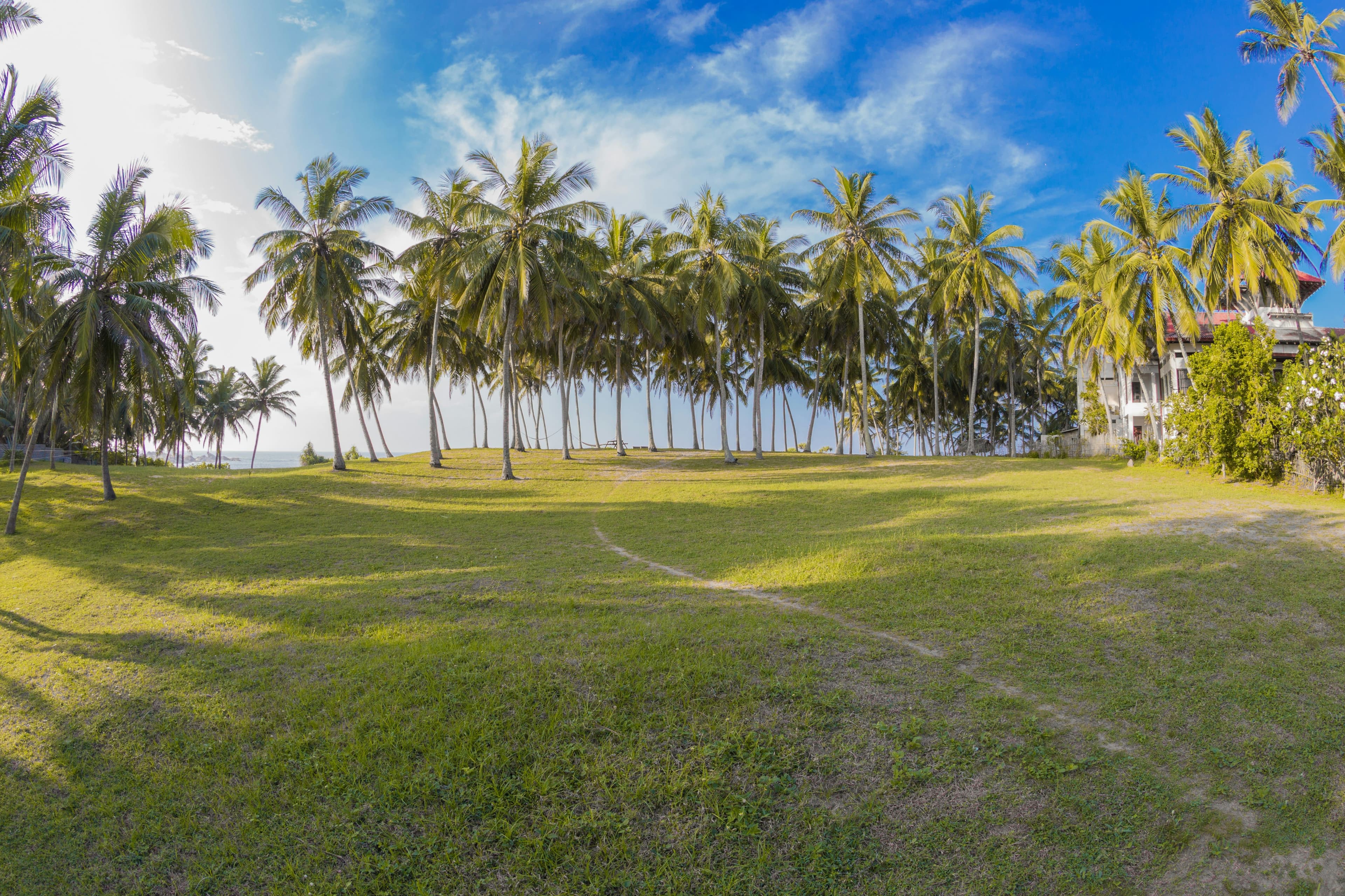 Iconic coconut tree grove overlooking the azure waters of the Indian Ocean.