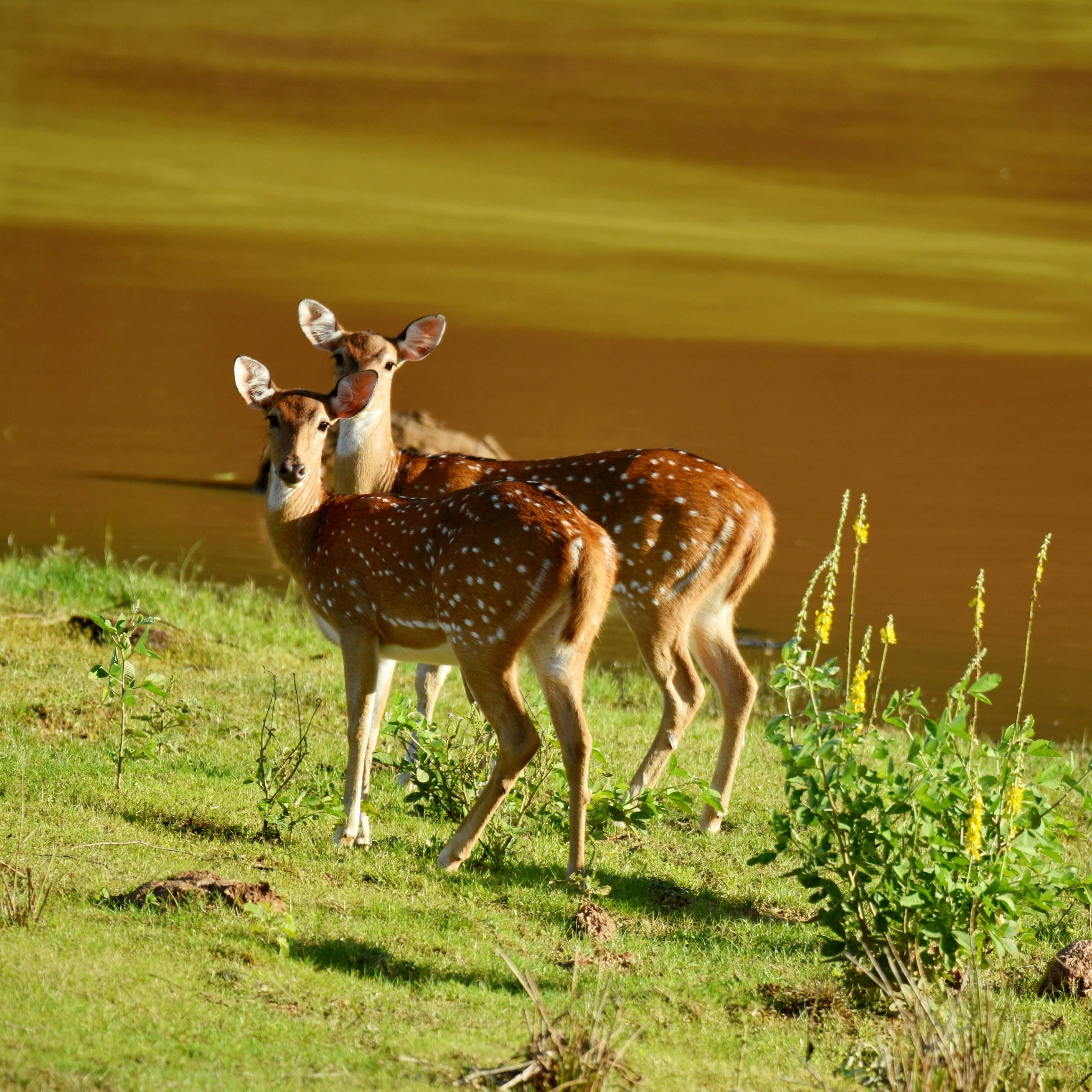 Graceful spotted deer grazing quietly along forest glades in a Sri Lanka safari reserve.