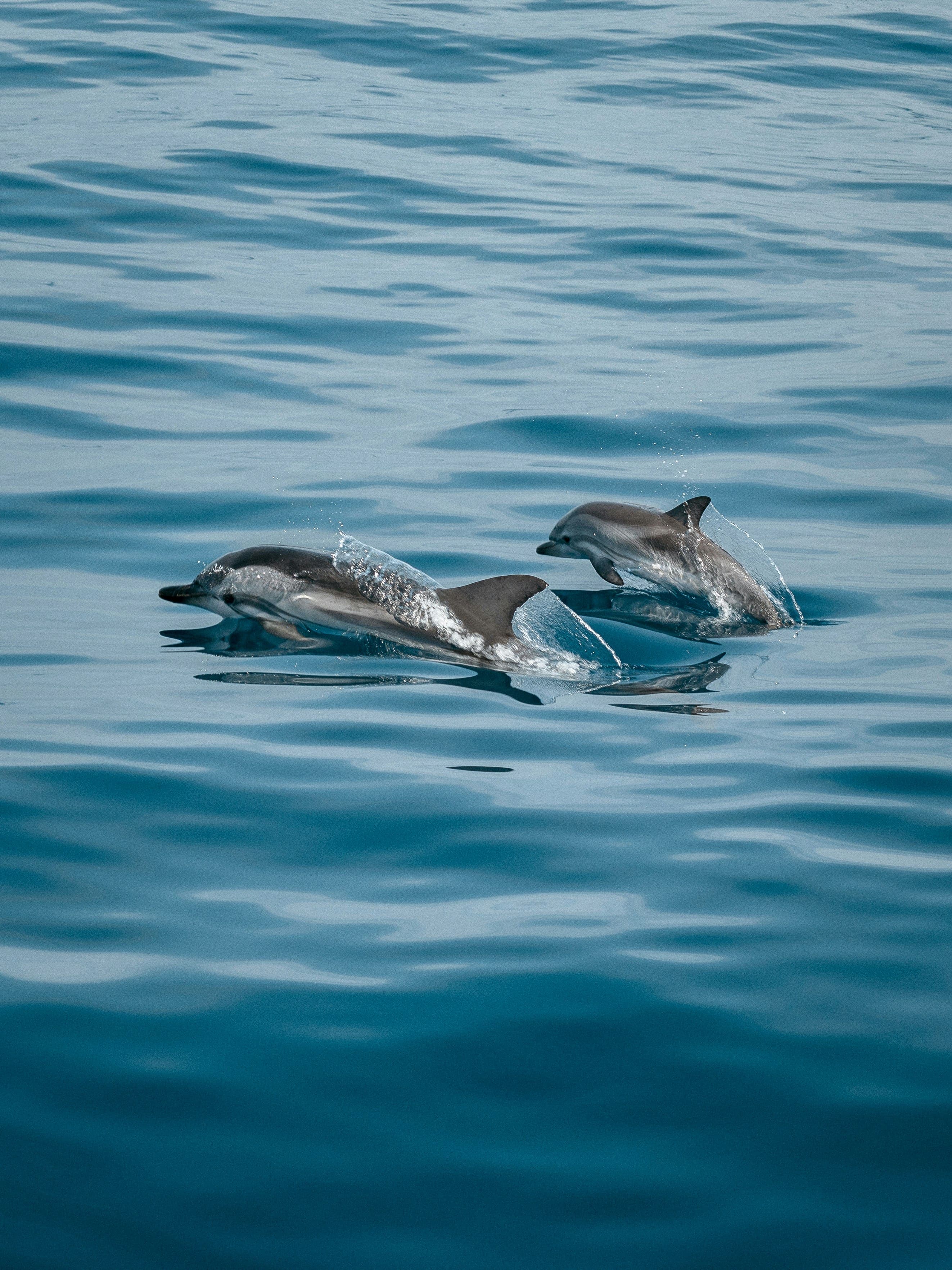 Pod of playful spinner dolphins leaping in turquoise ocean waters off the southern coast.