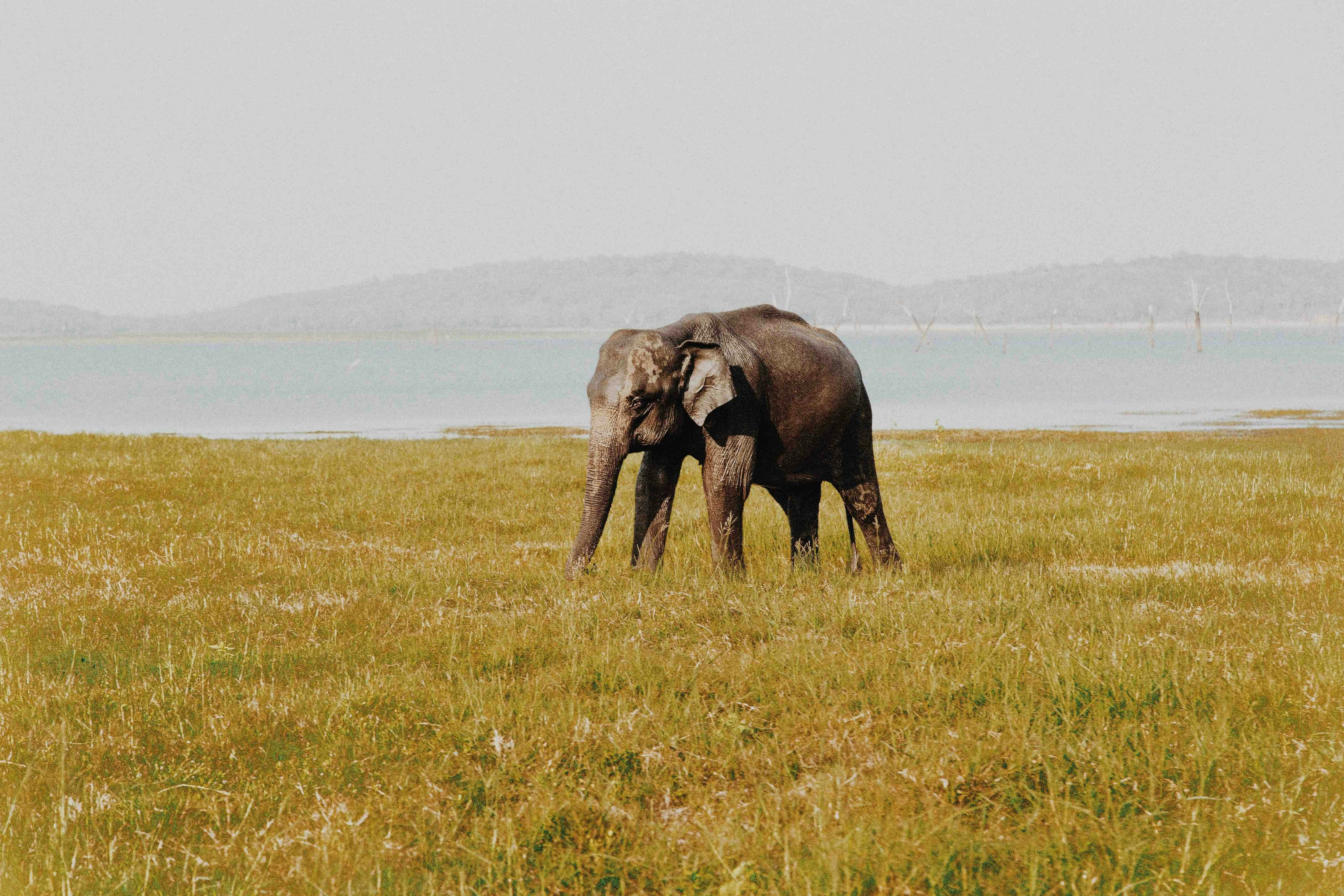 Majestic Asian elephant grazing peacefully along the serene edge of a reservoir lake.