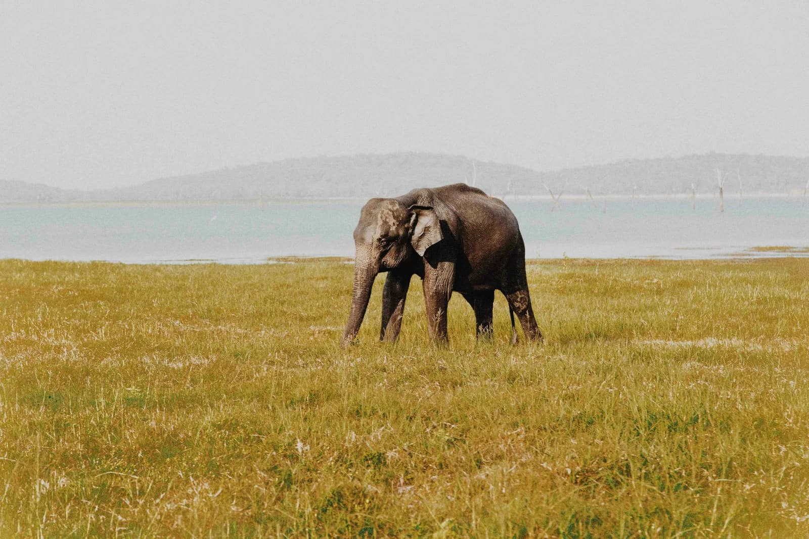 Majestic wild Asian elephant grazing peacefully by the lakeside in Sri Lanka.