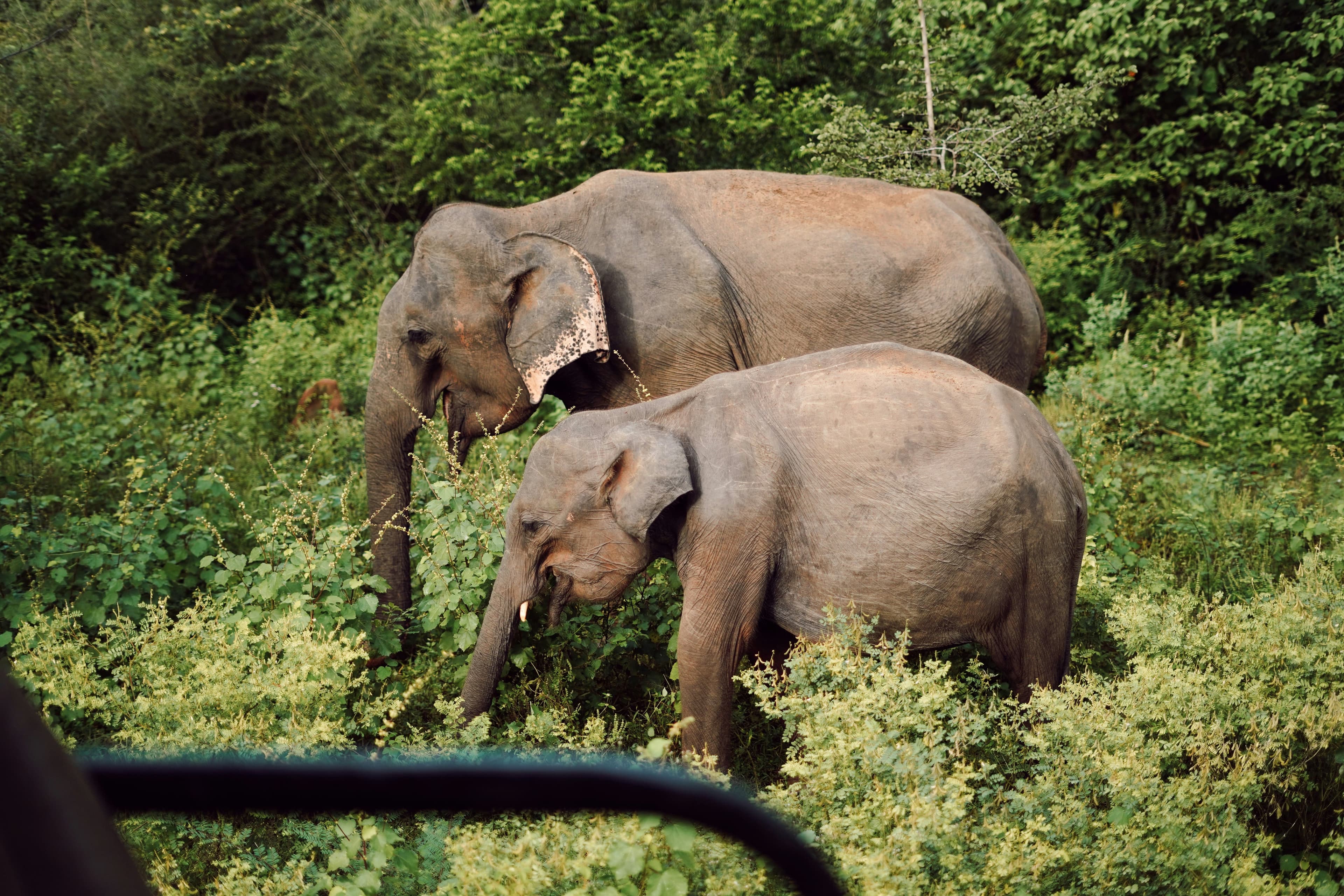 Family of wild elephants roaming freely across the open grasslands during safari.