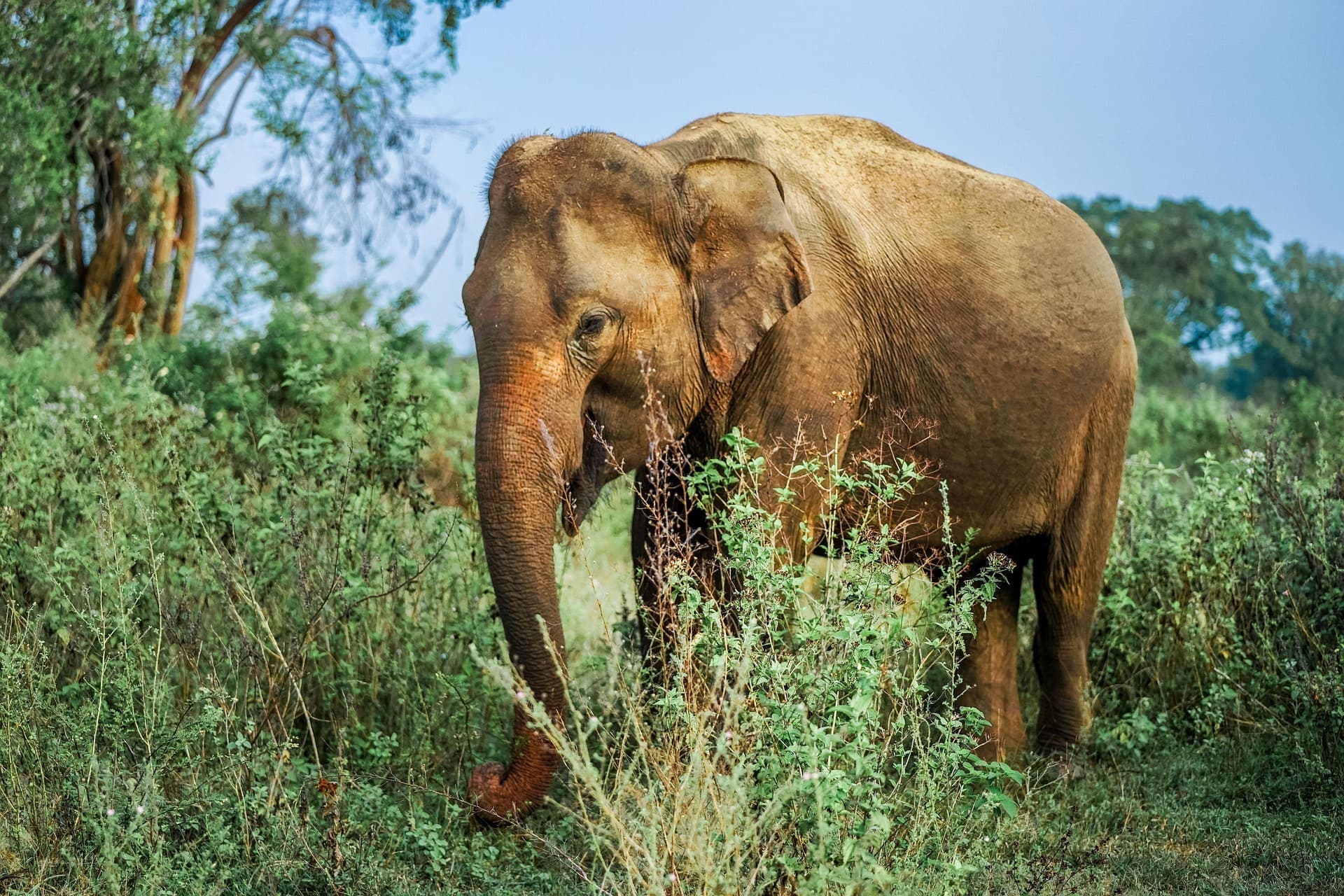 Wild elephant grazing in the misty morning light in Sri Lanka national park.