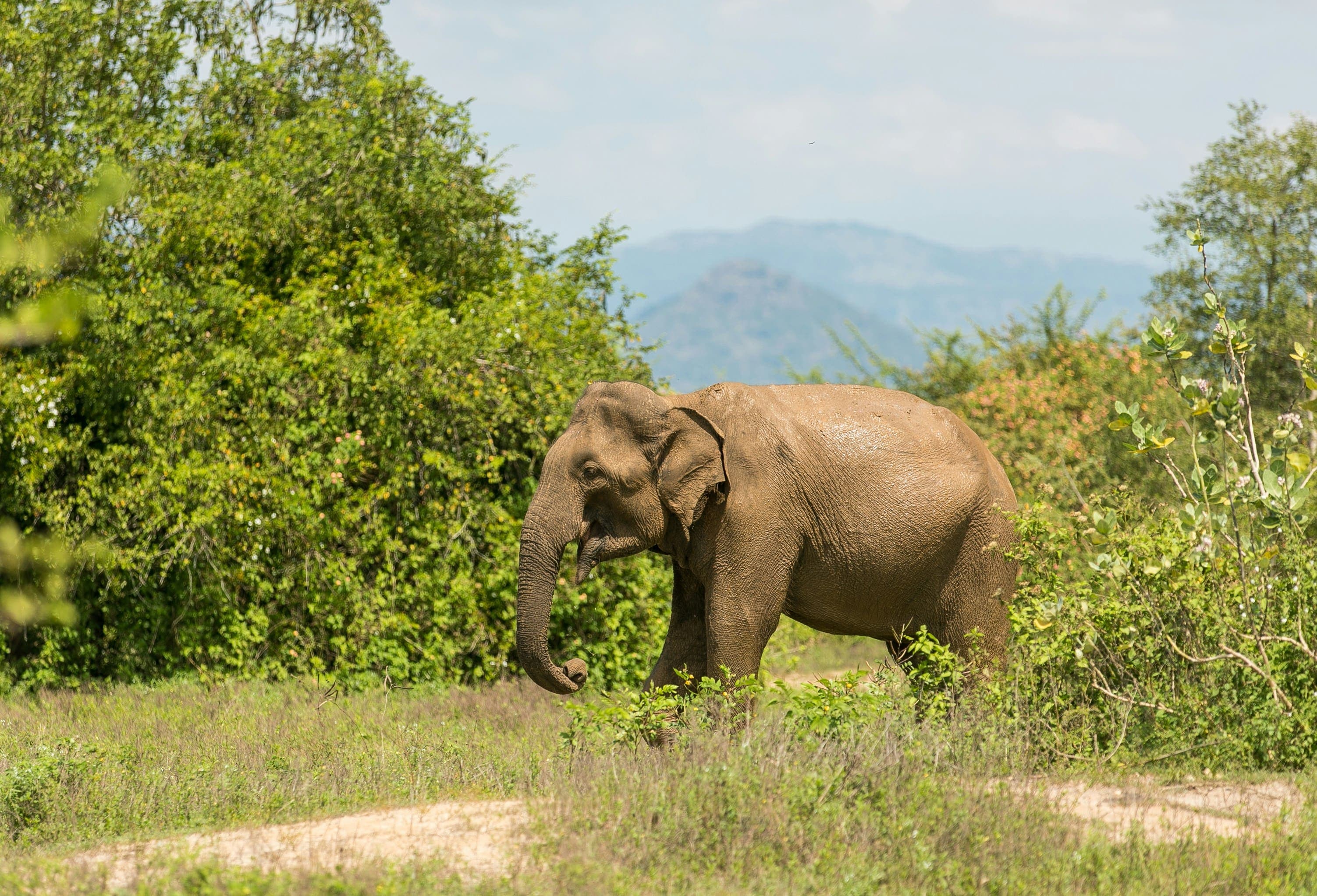 Close-up encounter with a magnificent wild elephant on a guided safari drive.