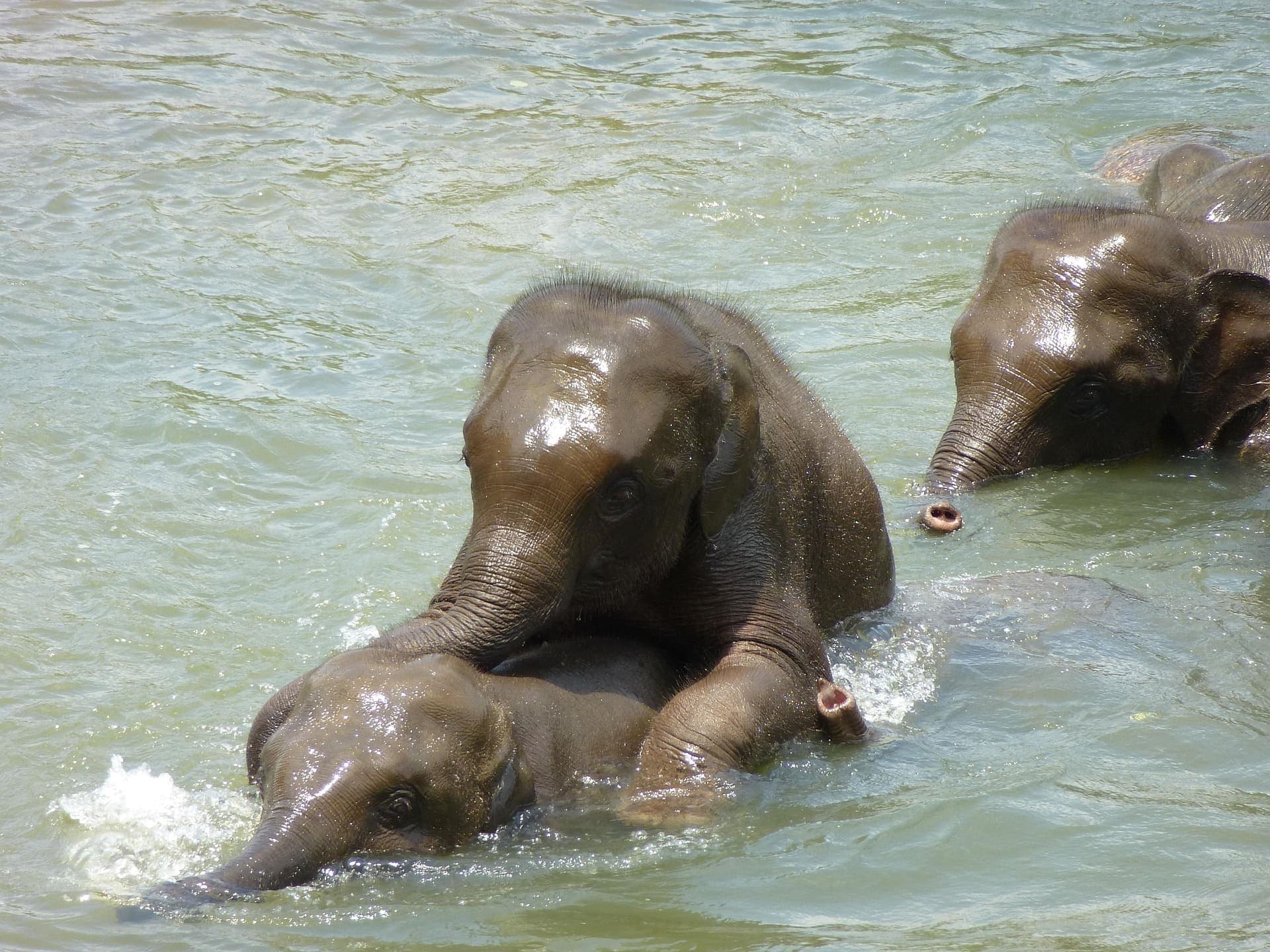 Herd of elephants cooling off and drinking water under the afternoon sun.