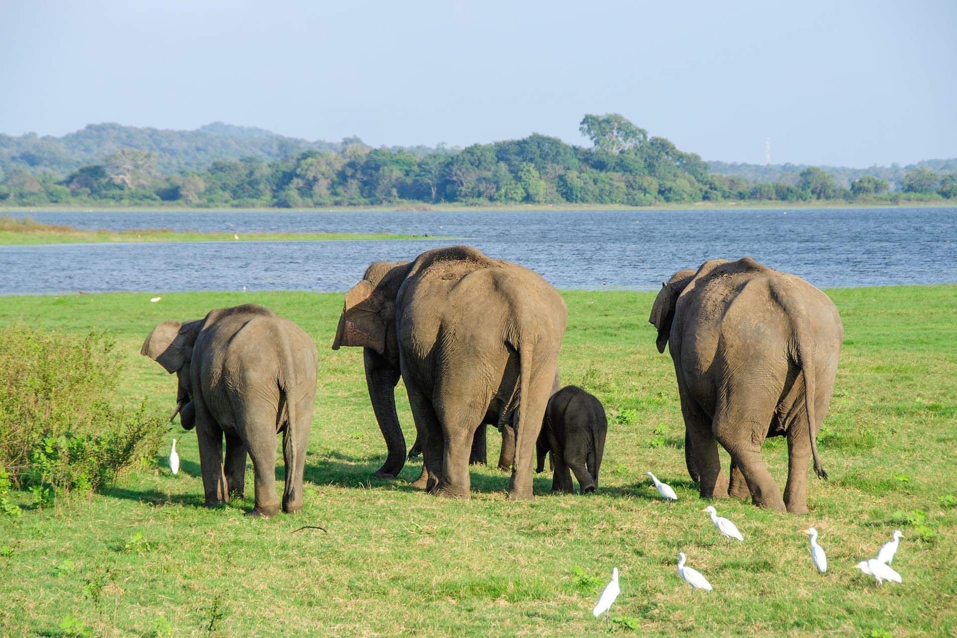 Scenic view of elephants foraging across the lush greenery of Minneriya.