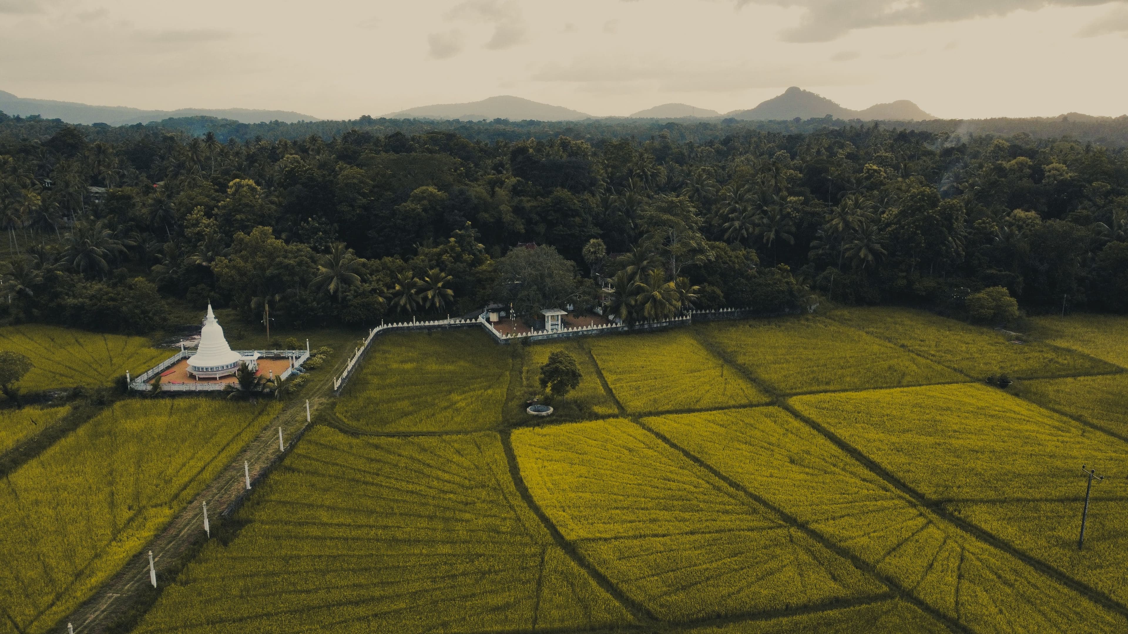 Lush green rice terraces and palm groves under the warm tropical sun.