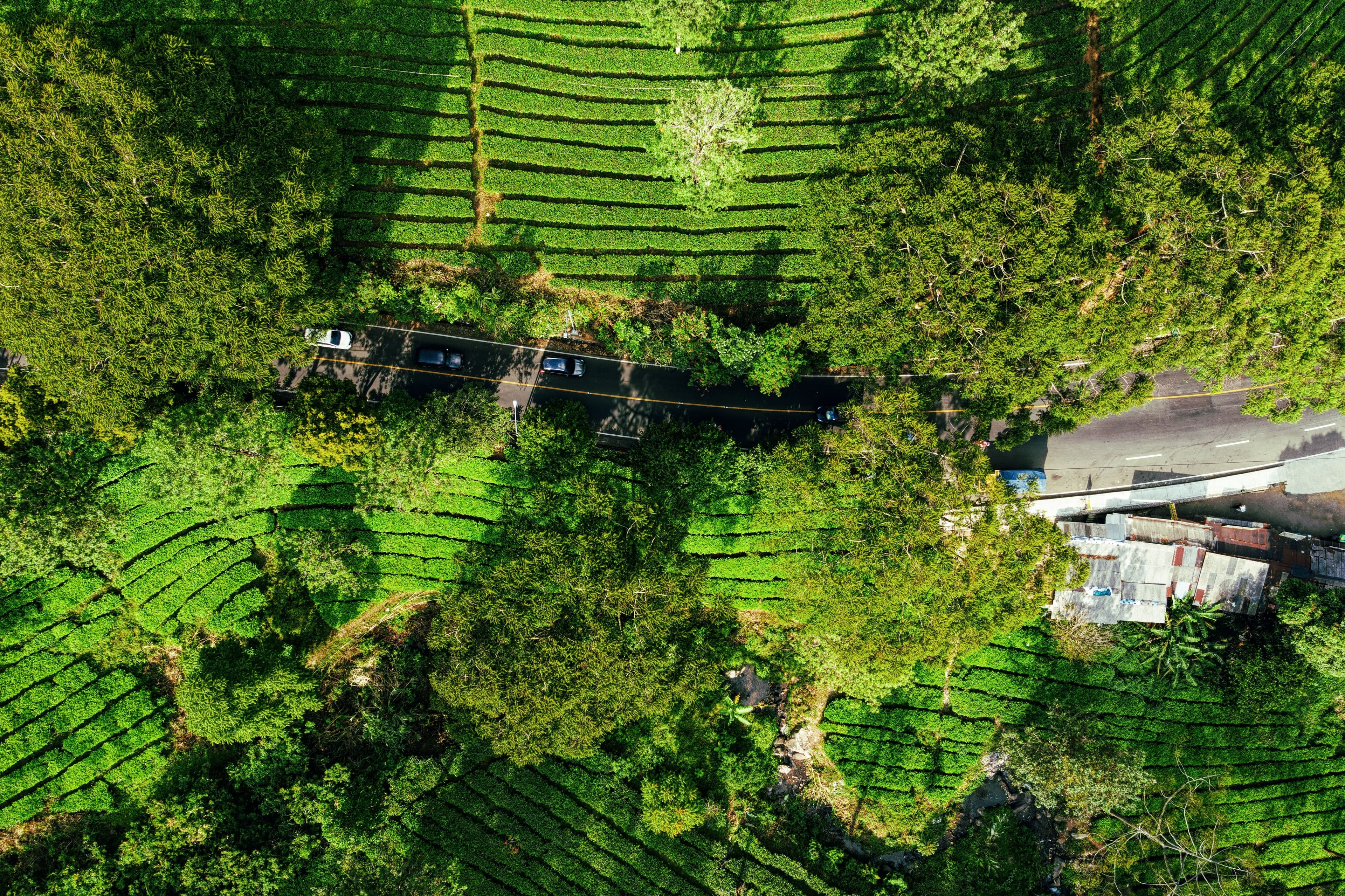 Expansive farming landscape and traditional paddy fields in rural Sri Lanka.