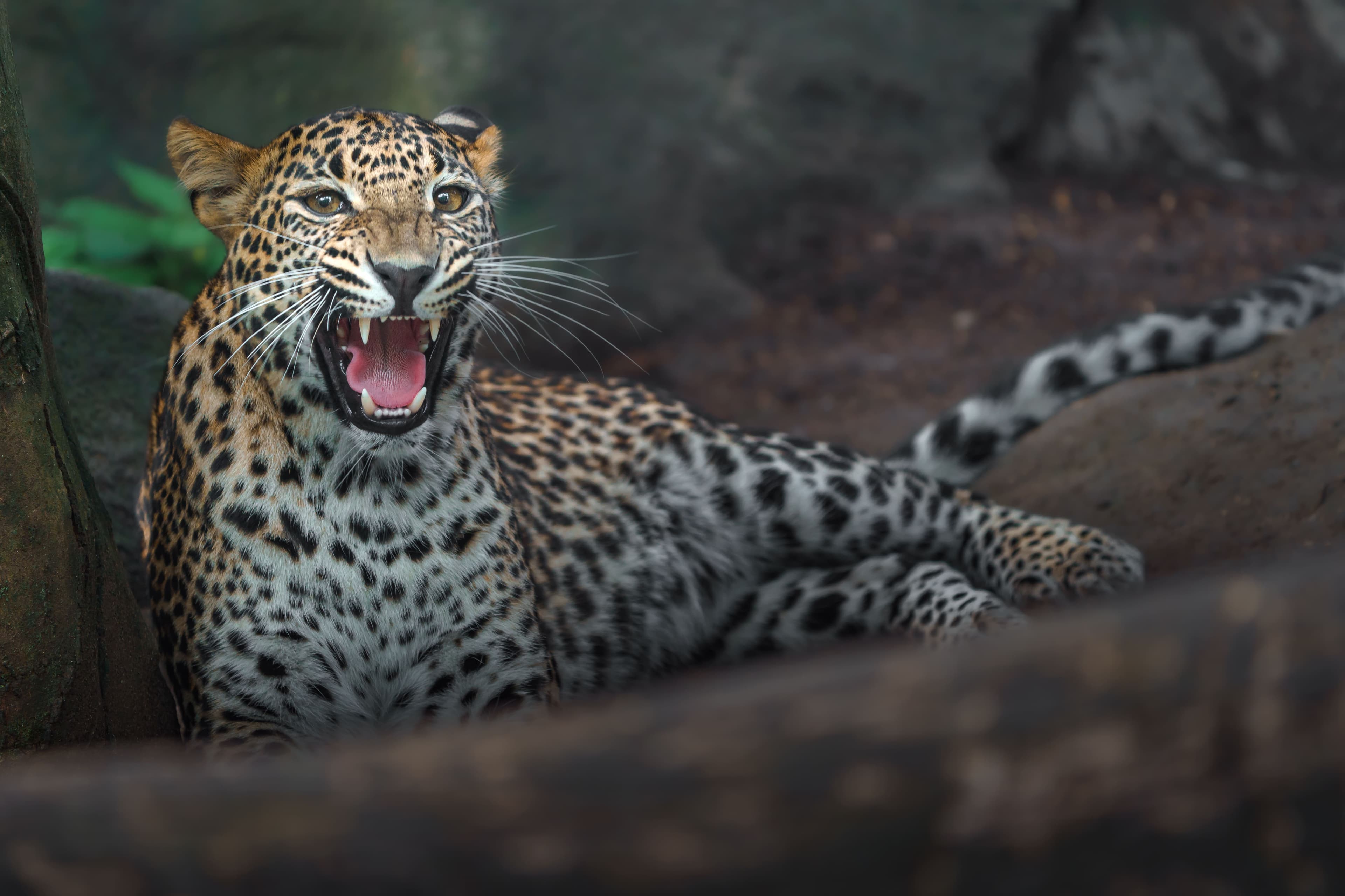 Close-up of a powerful Sri Lankan leopard prowling through safari wilderness.