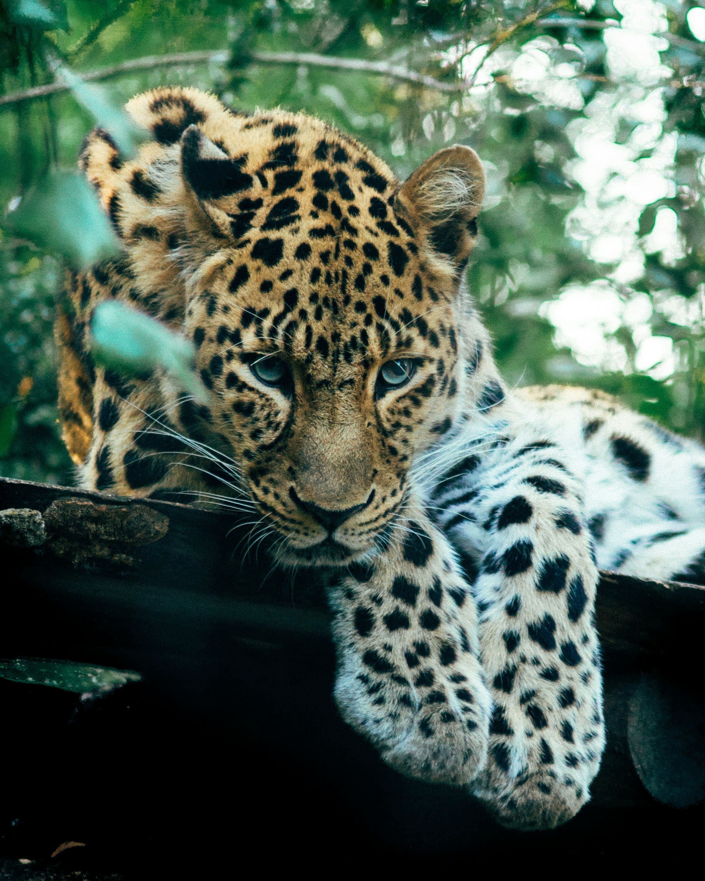 Rare and elusive Sri Lankan leopard resting atop a granite boulder in Yala.