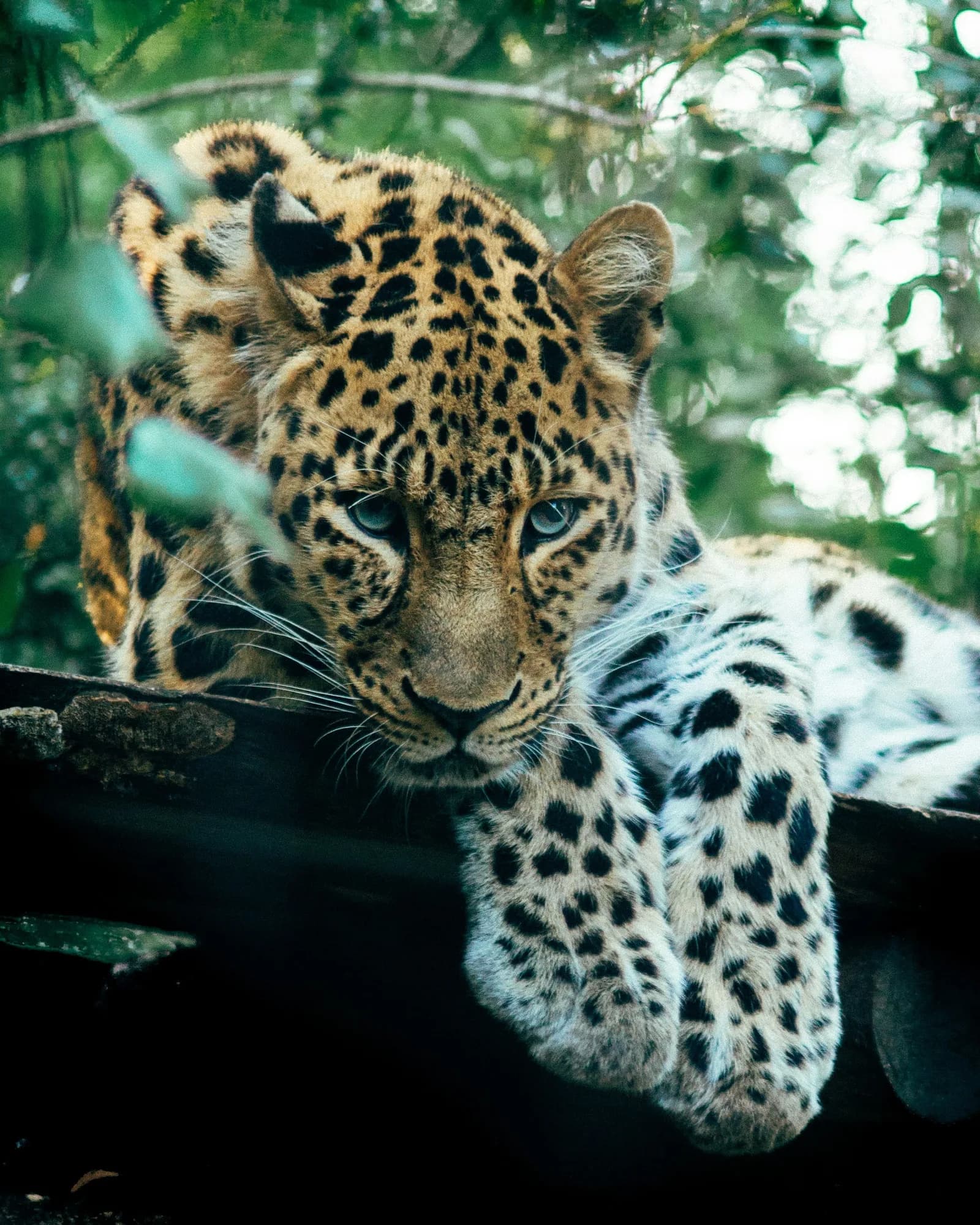 Majestic wild Sri Lankan leopard resting on a rocky outcrop in Yala National Park.