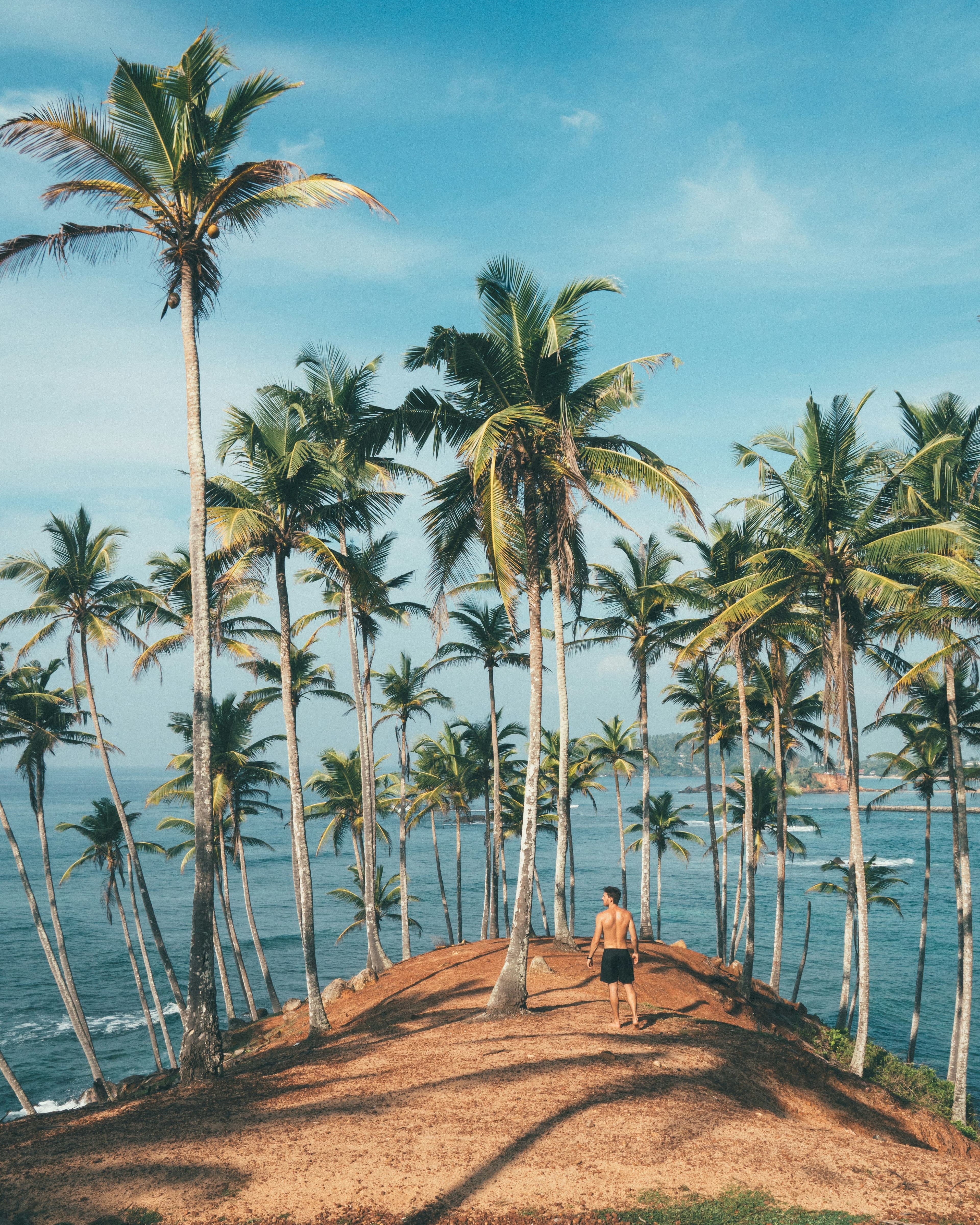 Sweeping view of palm trees and azure ocean waters in southern Sri Lanka.