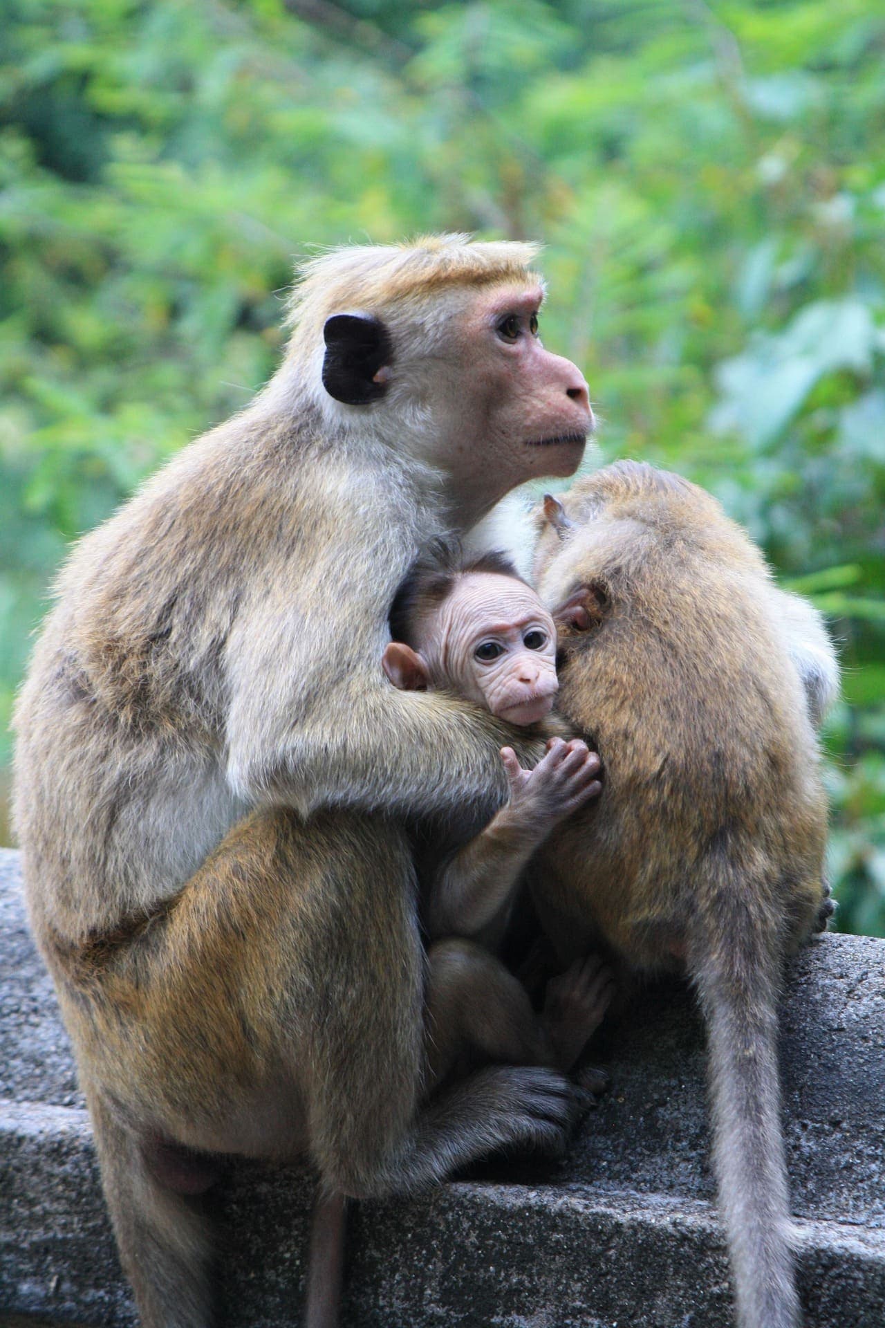 Playful native macaque monkey observing visitors from a lush jungle tree.