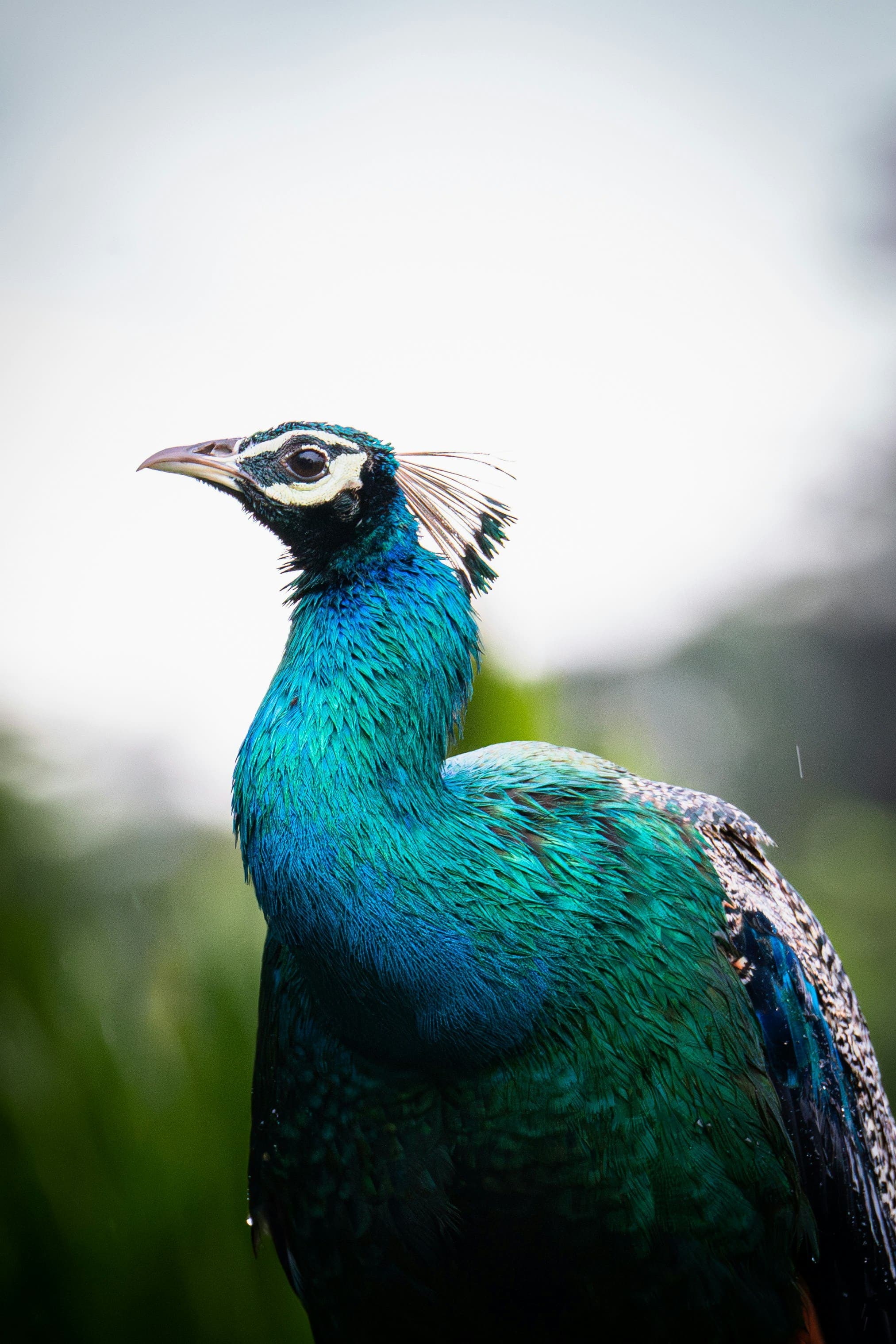 Splendid peacock displaying its vibrant plumage in a sunny nature reserve.