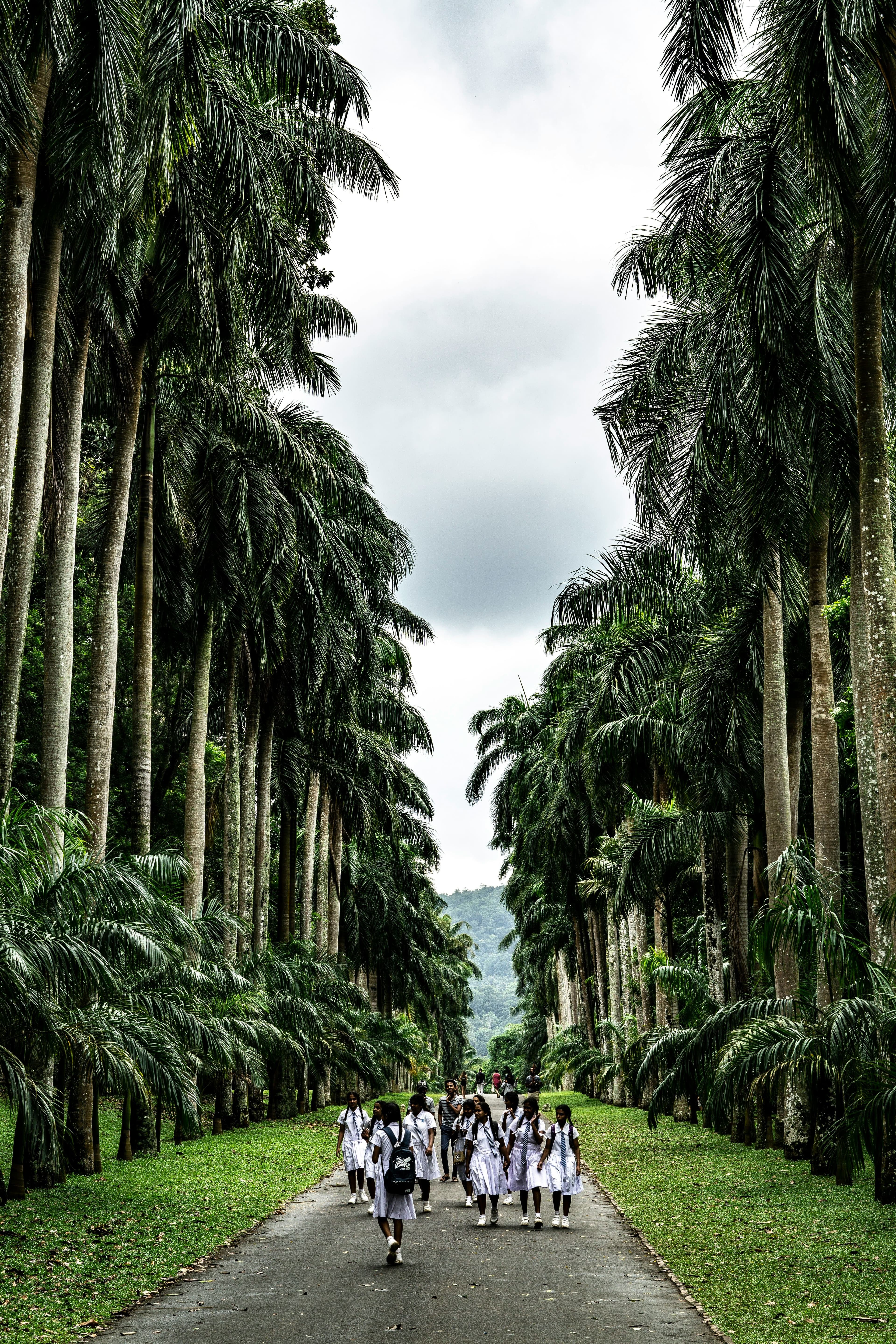 Grand avenue of towering royal palms and lush manicured botanic lawns.