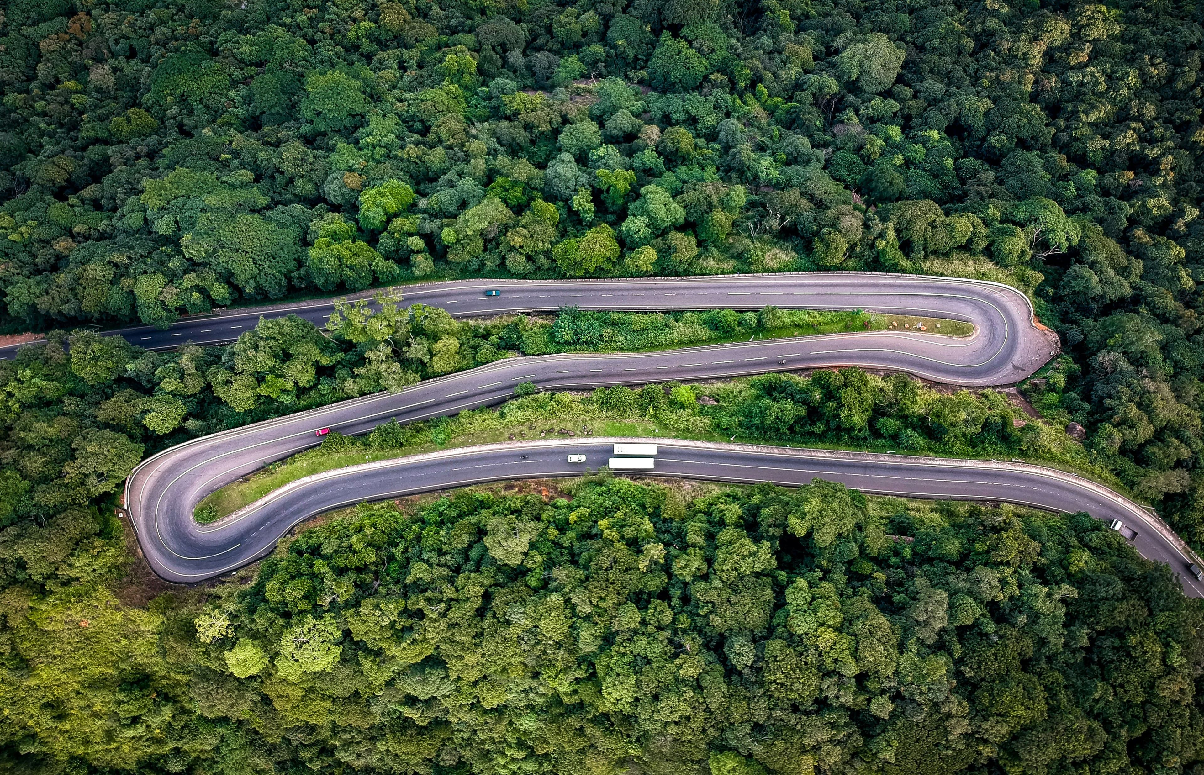 Curving mountain road flanked by towering eucalyptus trees and misty vistas.