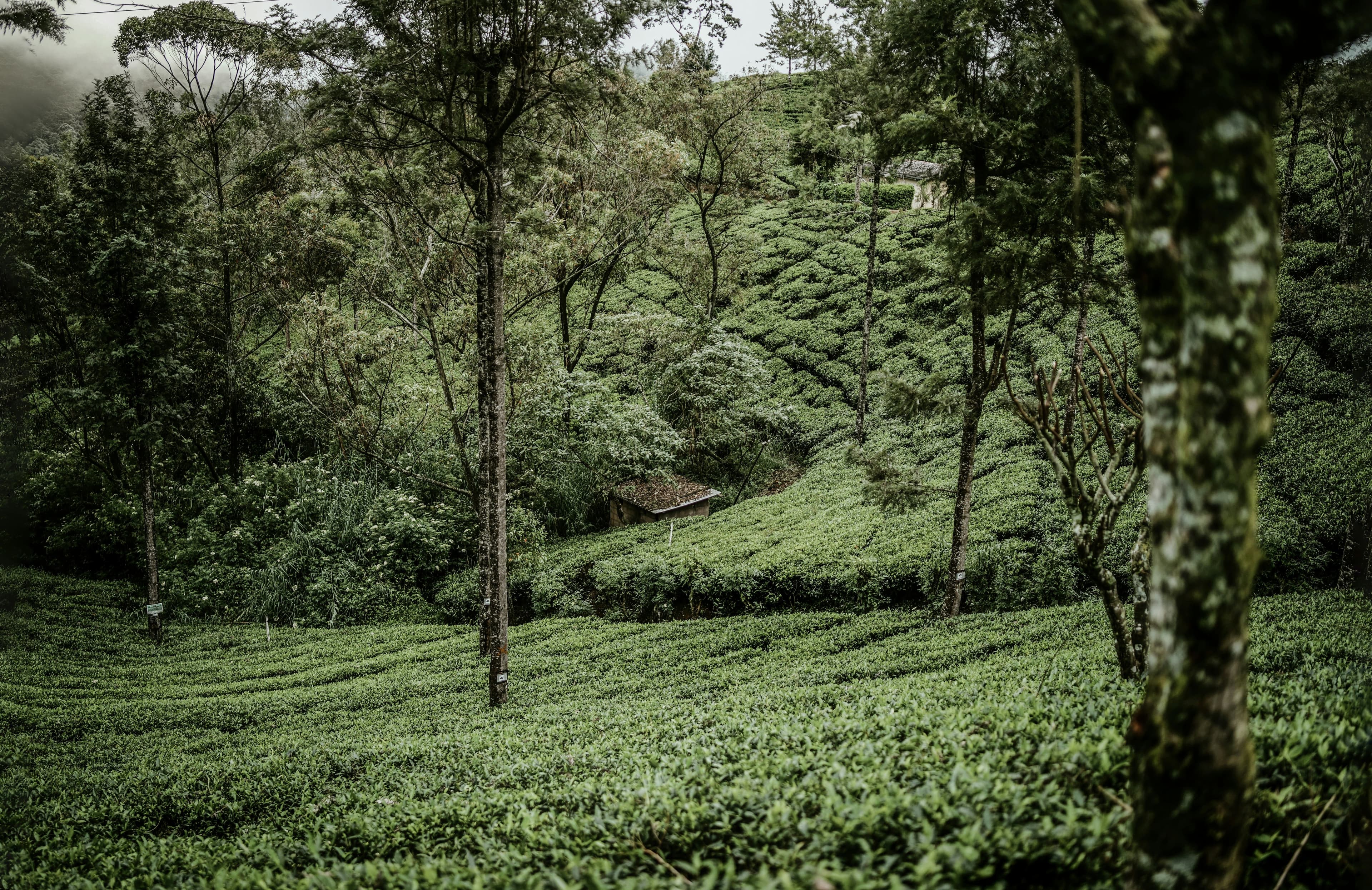 Lush green tea estate sprawling over hillsides under clear blue skies.