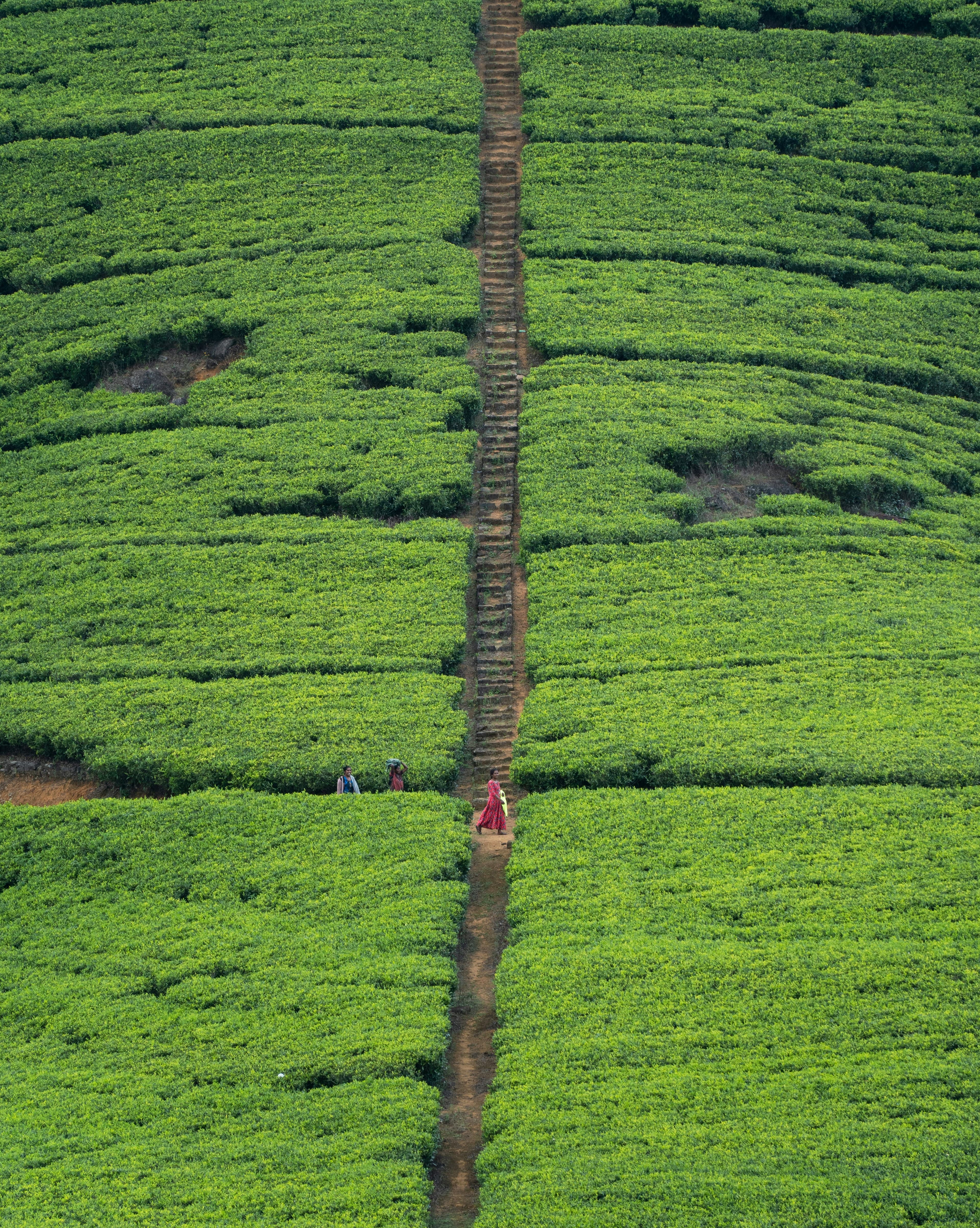 Manicured rolling green Ceylon tea bushes stretching across the central highlands.