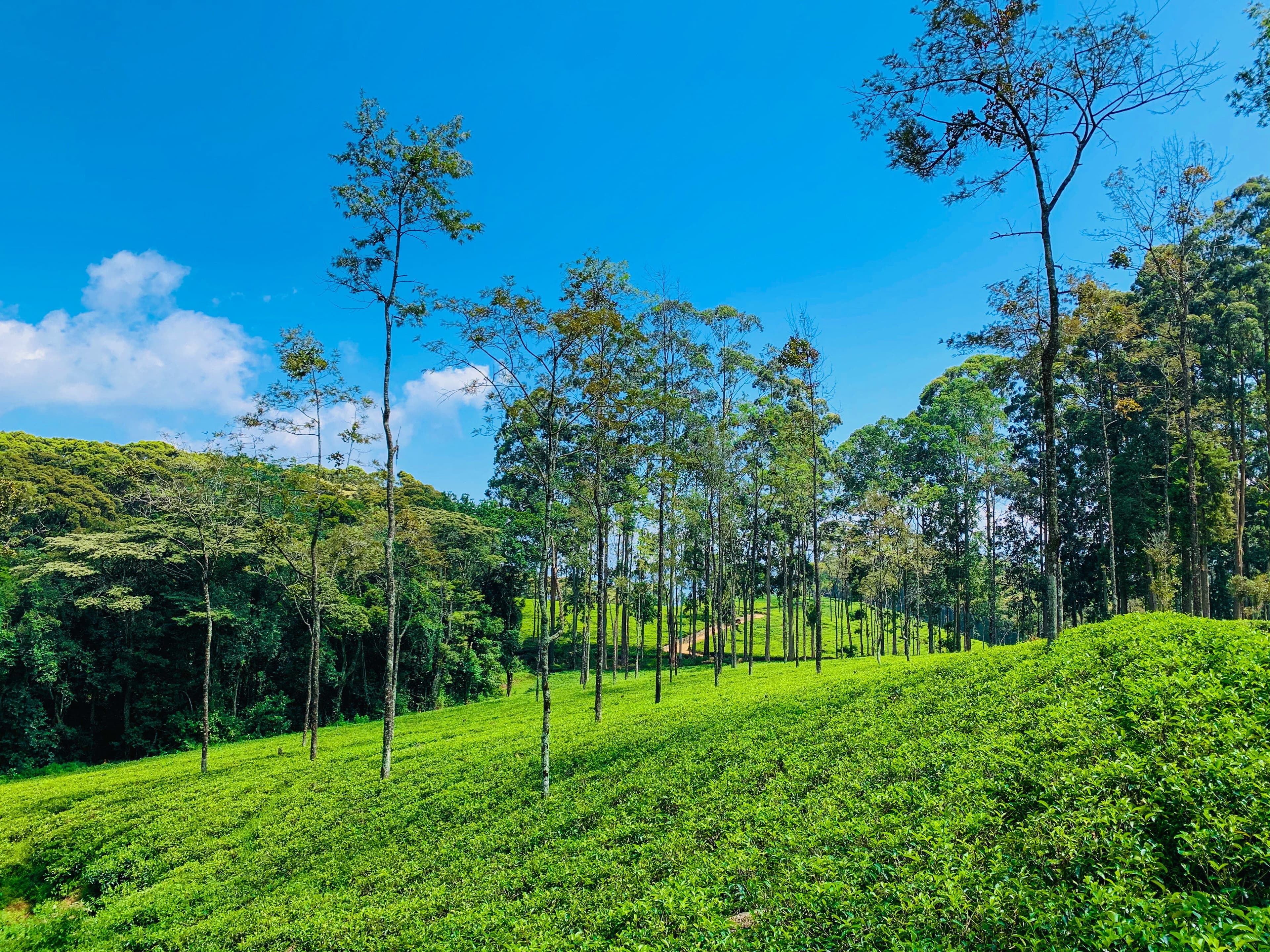 Neatly manicured emerald tea plantations rolling over misty mountain slopes.