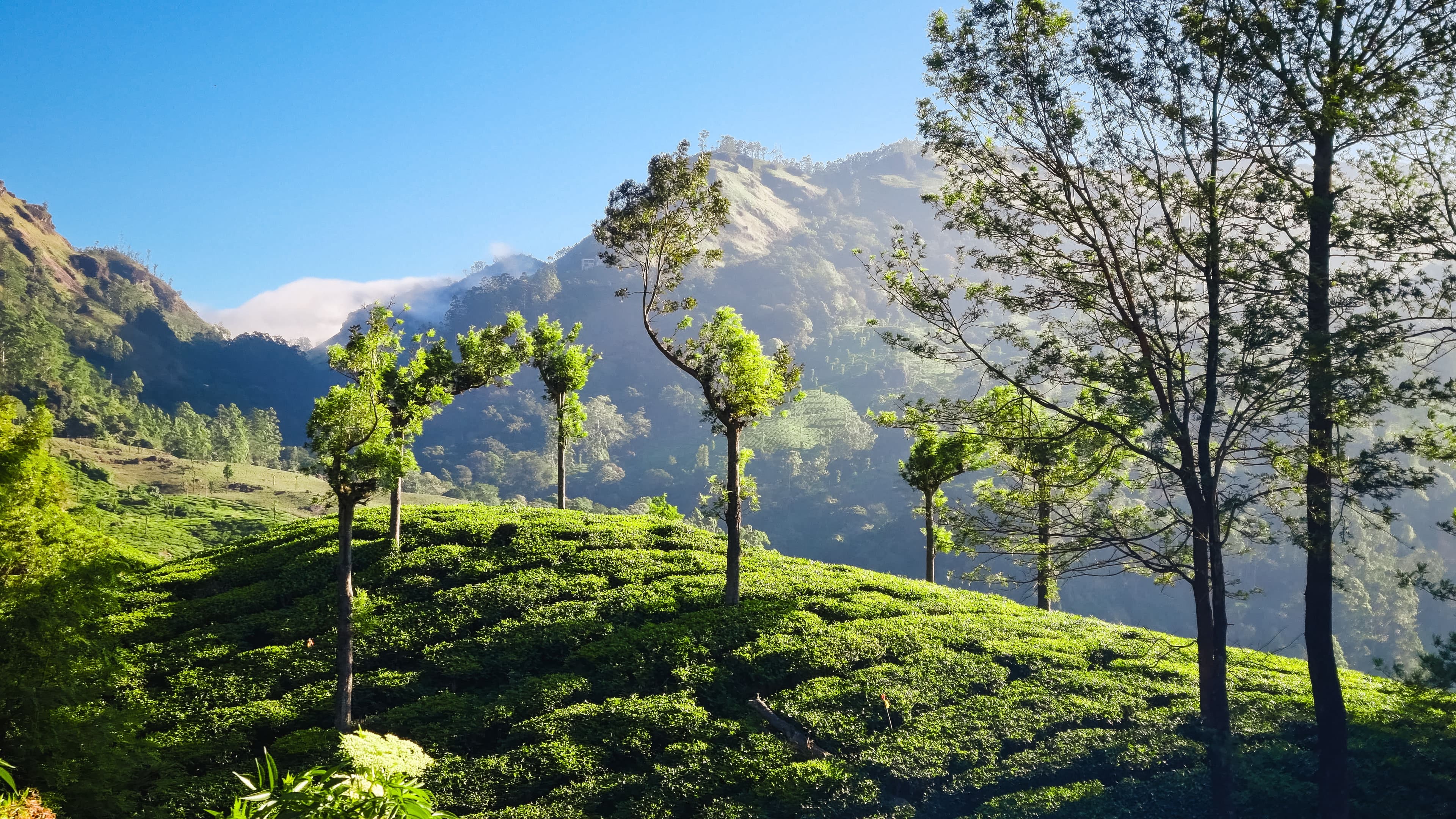 Sweeping panorama of verdant Ceylon tea hills under bright daylight.
