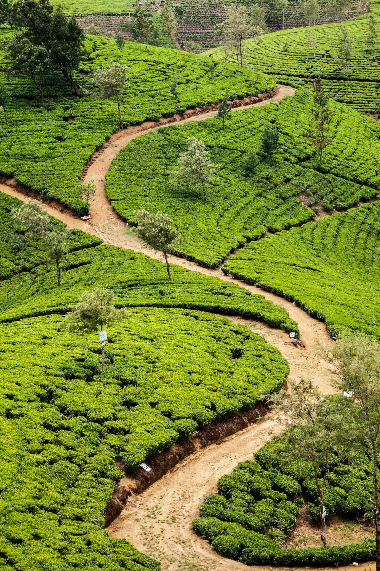 Rolling emerald Ceylon tea plantations in Nuwara Eliya, Sri Lanka.