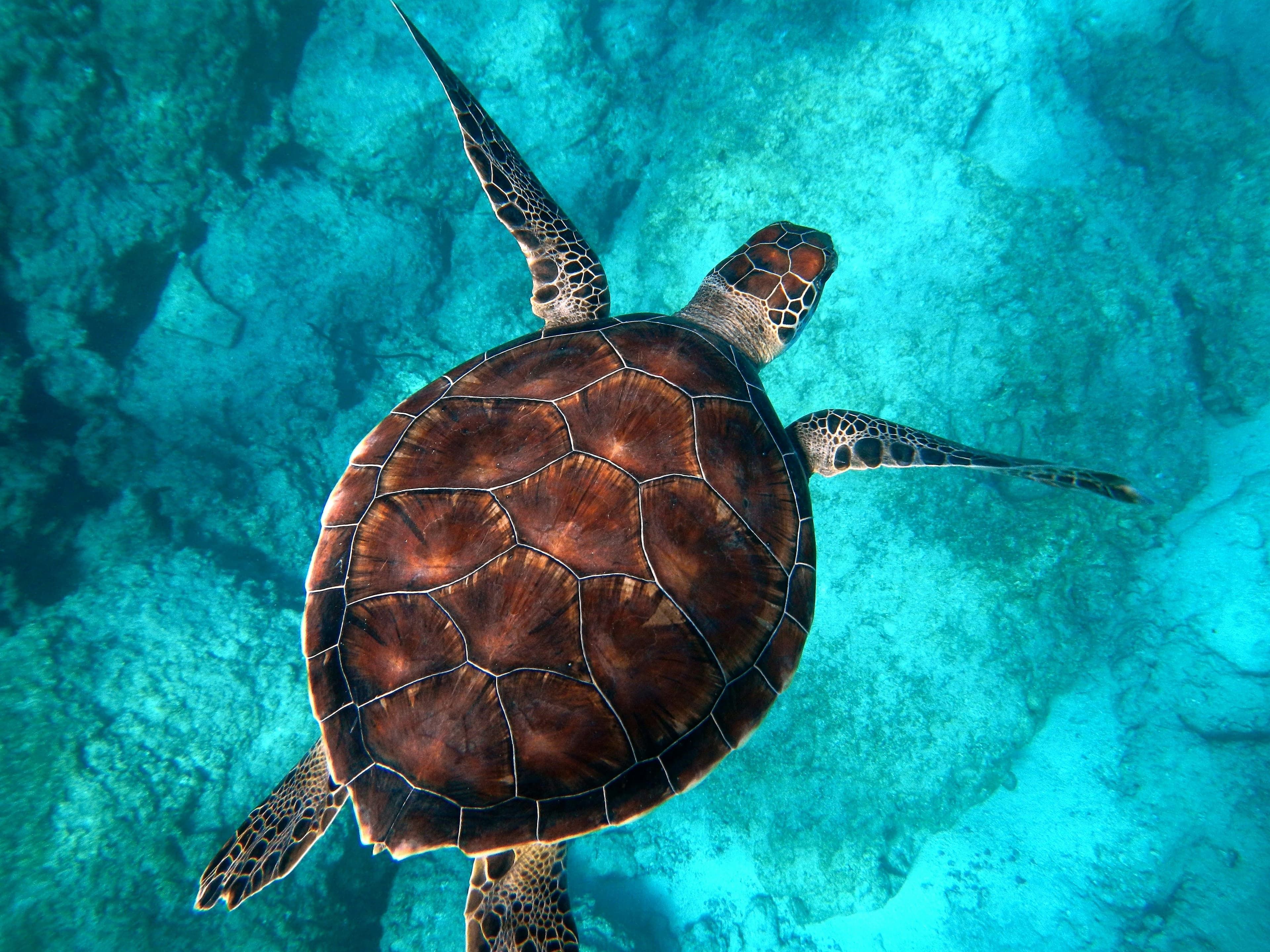 Protected green sea turtle swimming gracefully along the shallow reef in Sri Lanka.