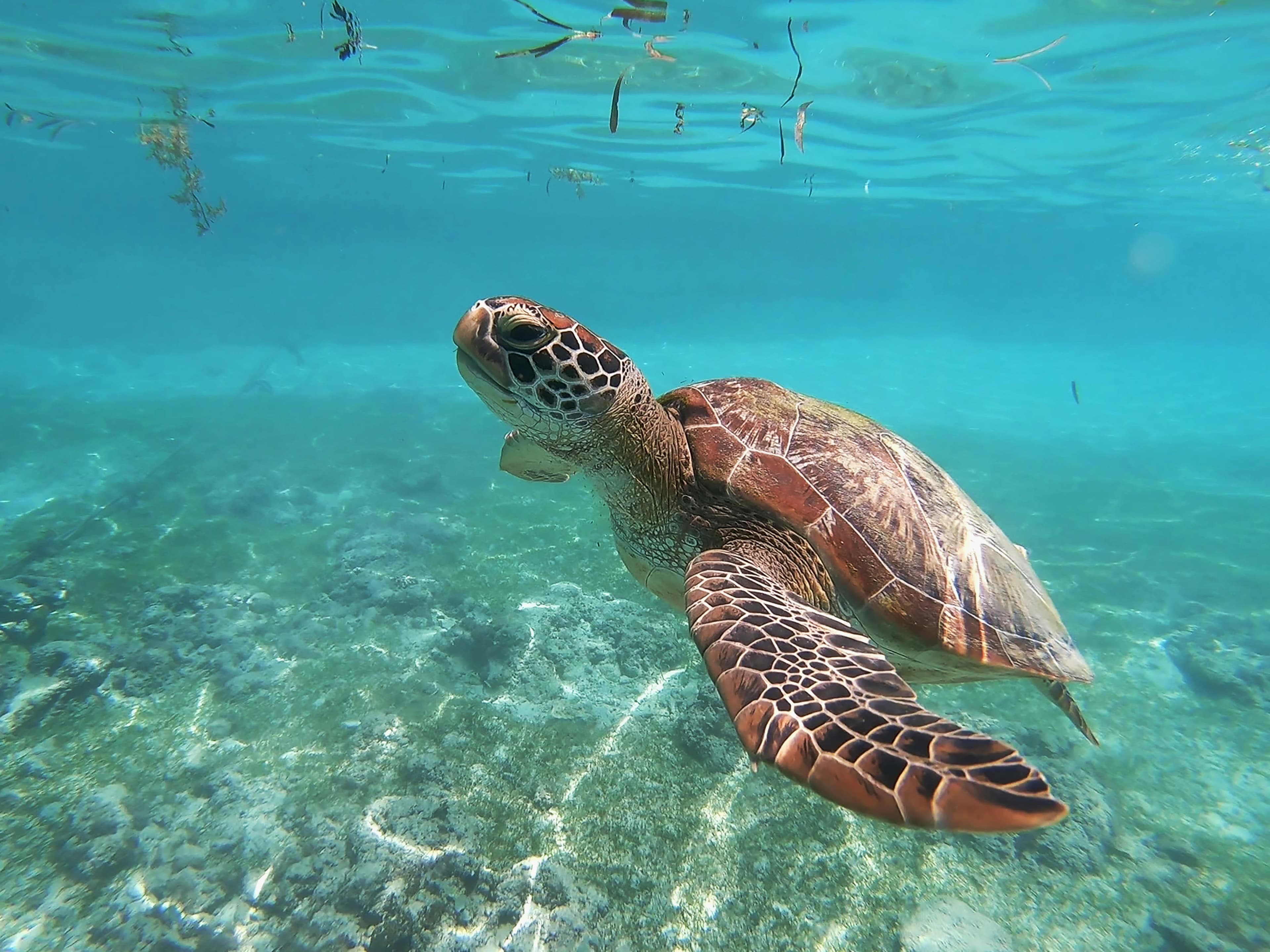 Wild sea turtle gliding through clear turquoise ocean waters in southern Sri Lanka.