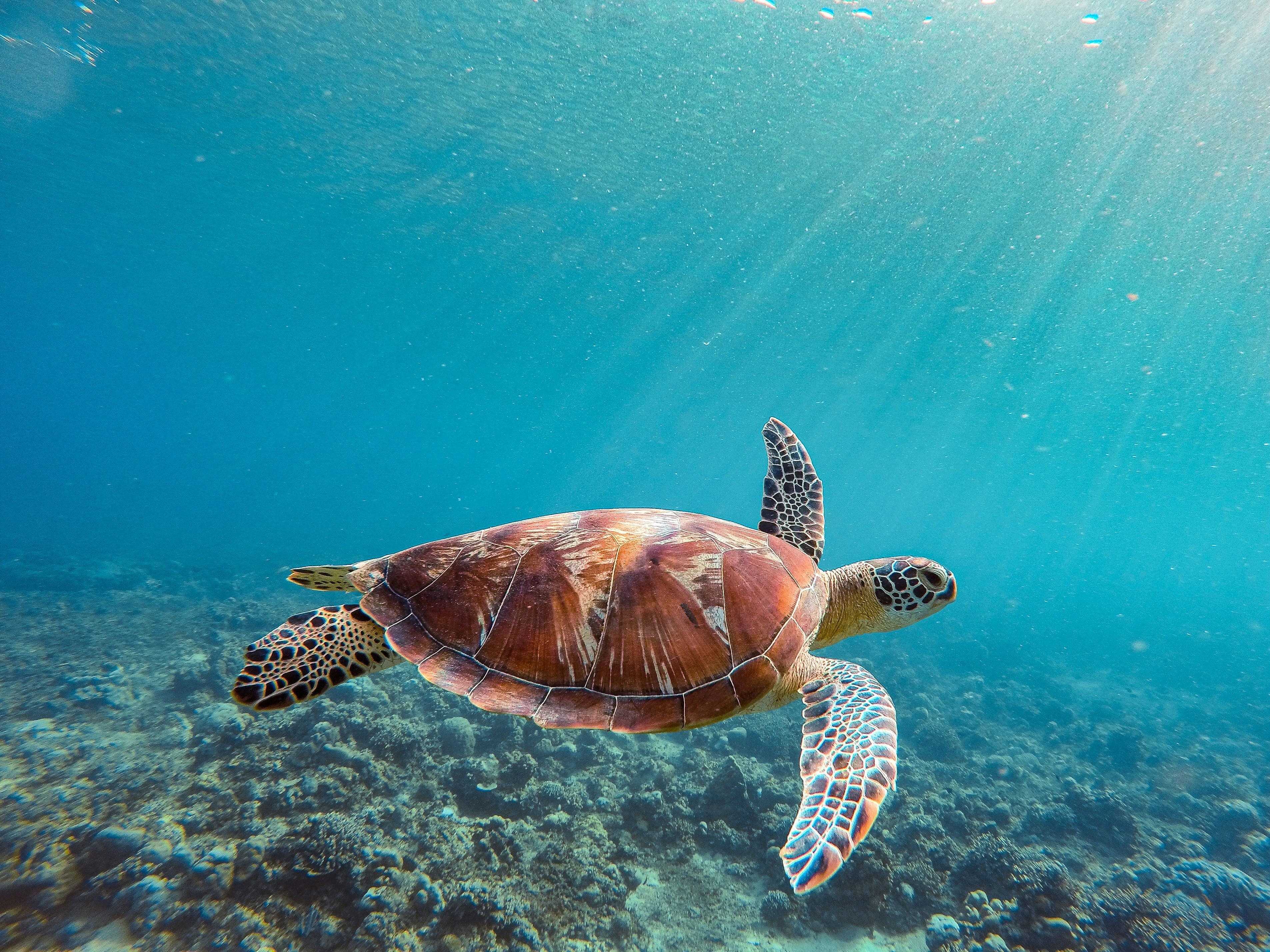 Gentle giant sea turtle gliding close to the golden sandy shoreline.
