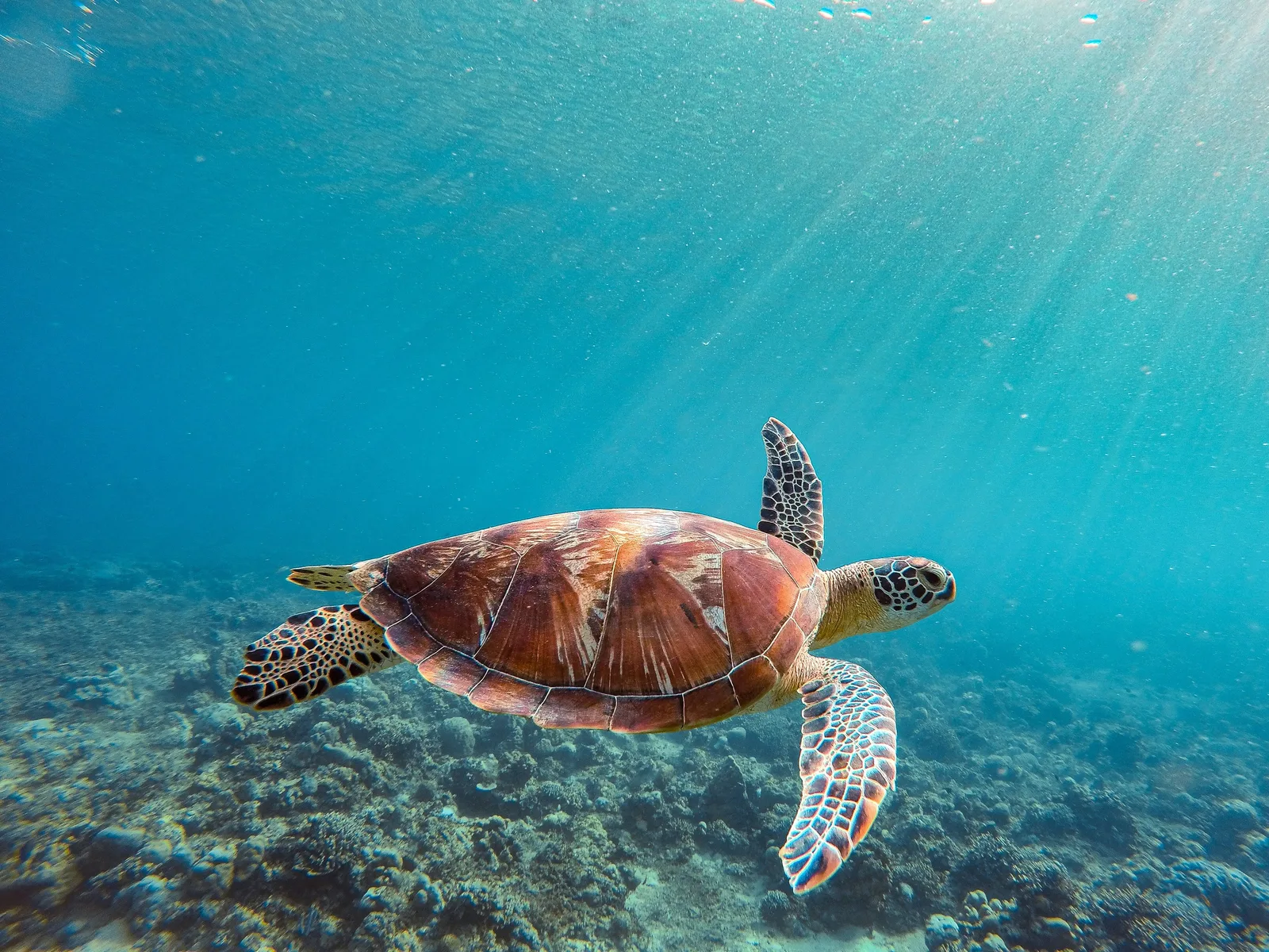 Gentle sea turtle gliding through turquoise ocean waters in Sri Lanka.