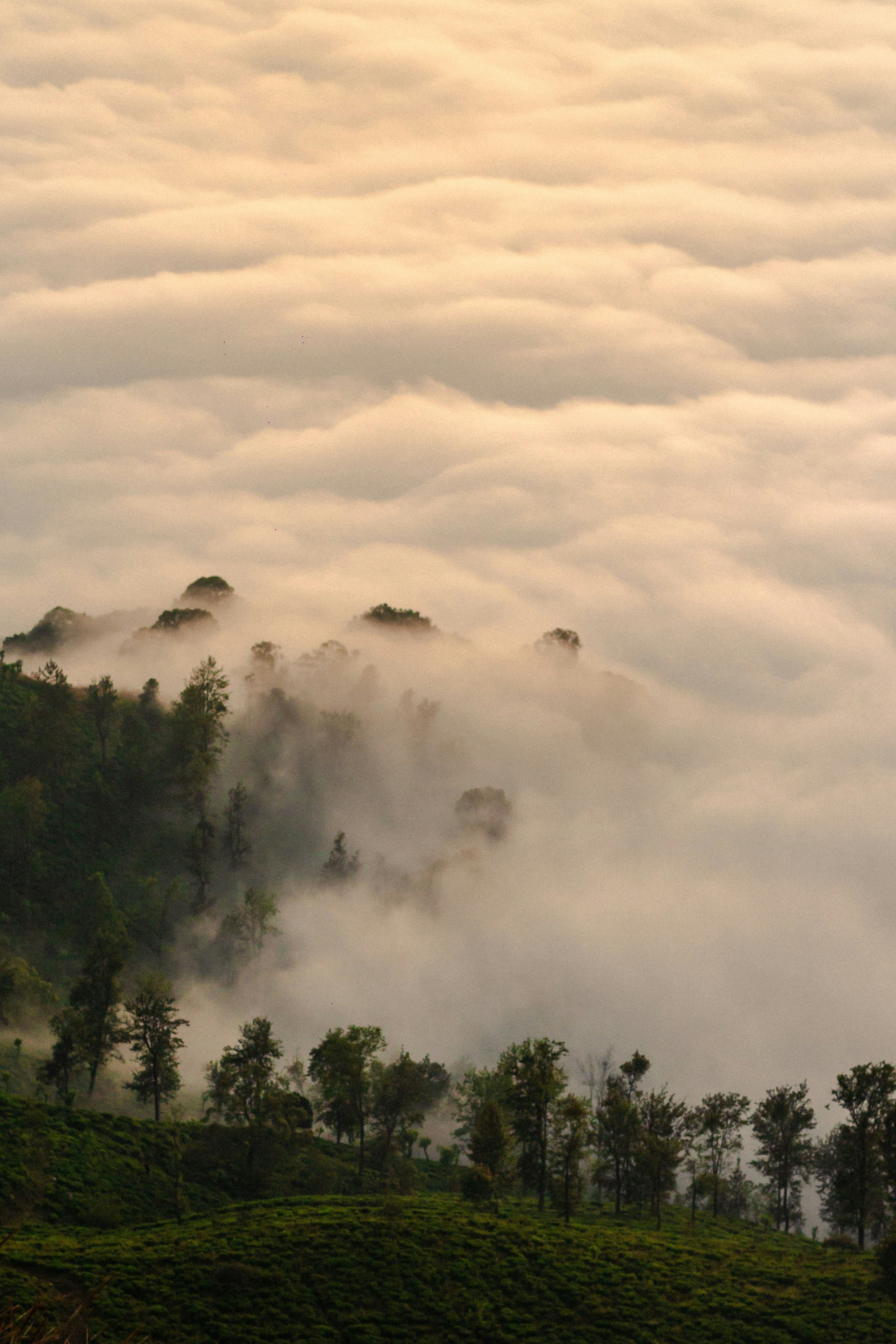 Emerald green stepped tea plantations stretching across the upcountry mountains.