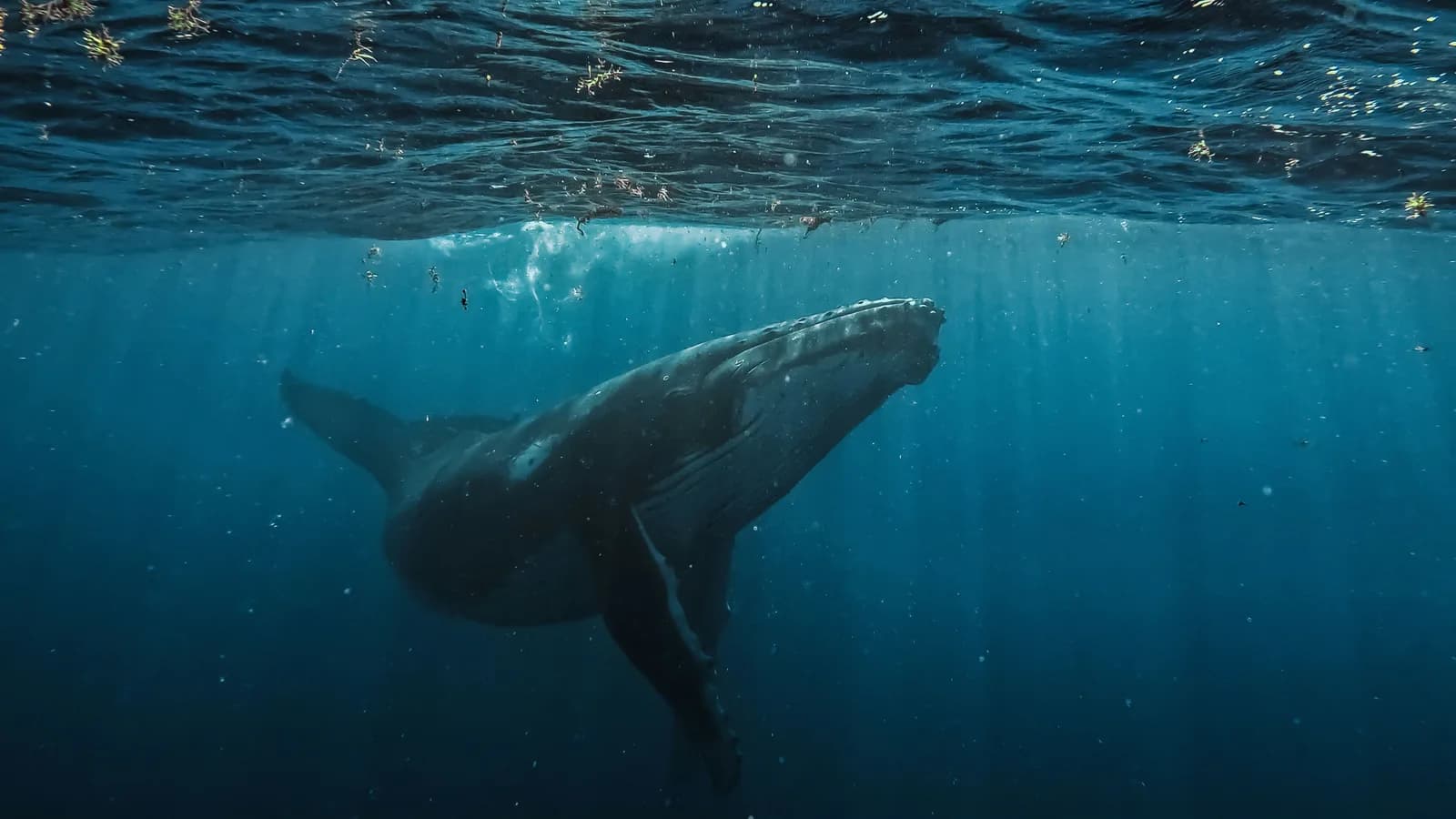Giant blue whale tail breach in the deep waters off Mirissa, Sri Lanka