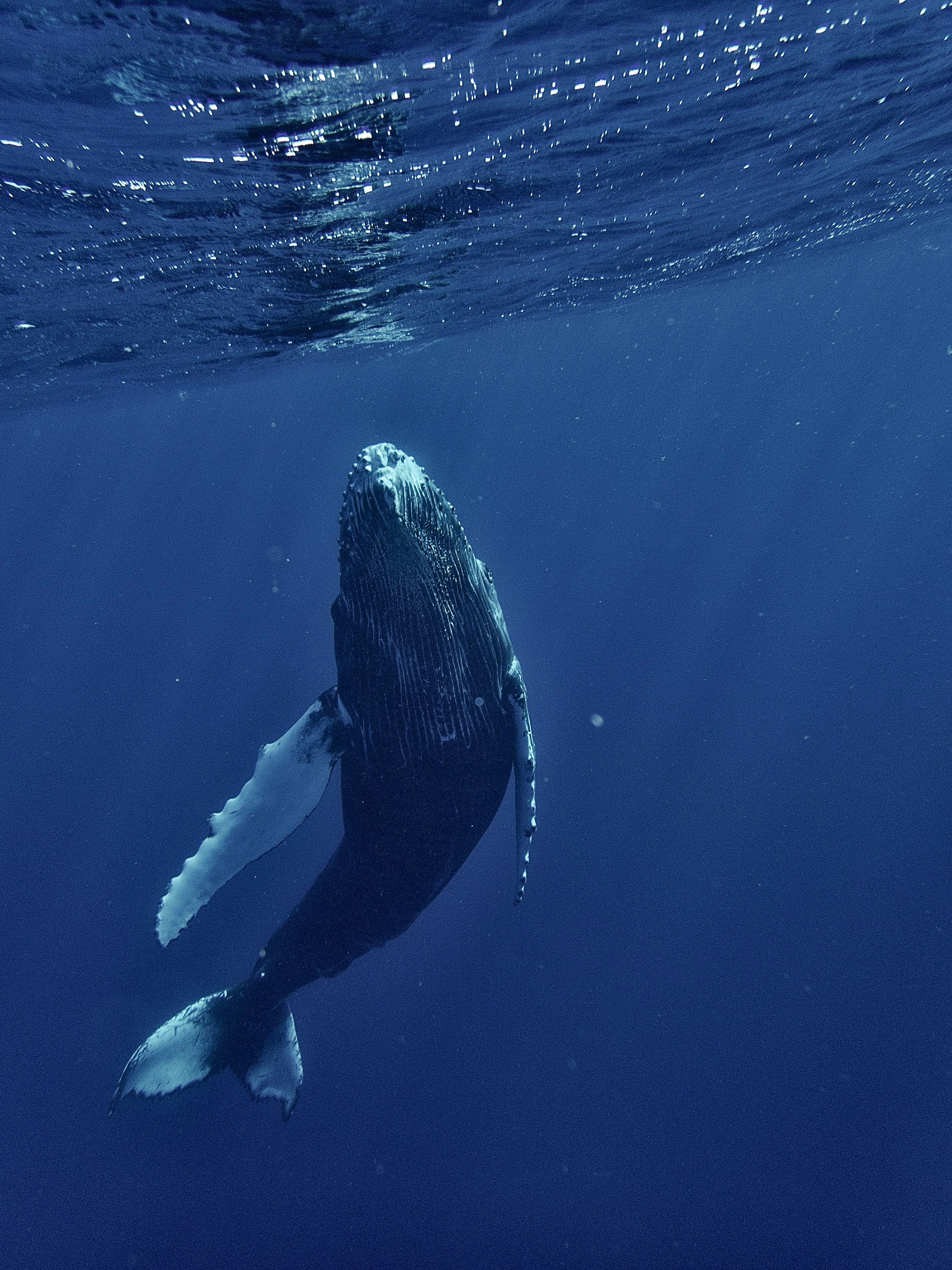 Whale watching catamaran cruise encounter with majestic ocean giants in Sri Lanka.