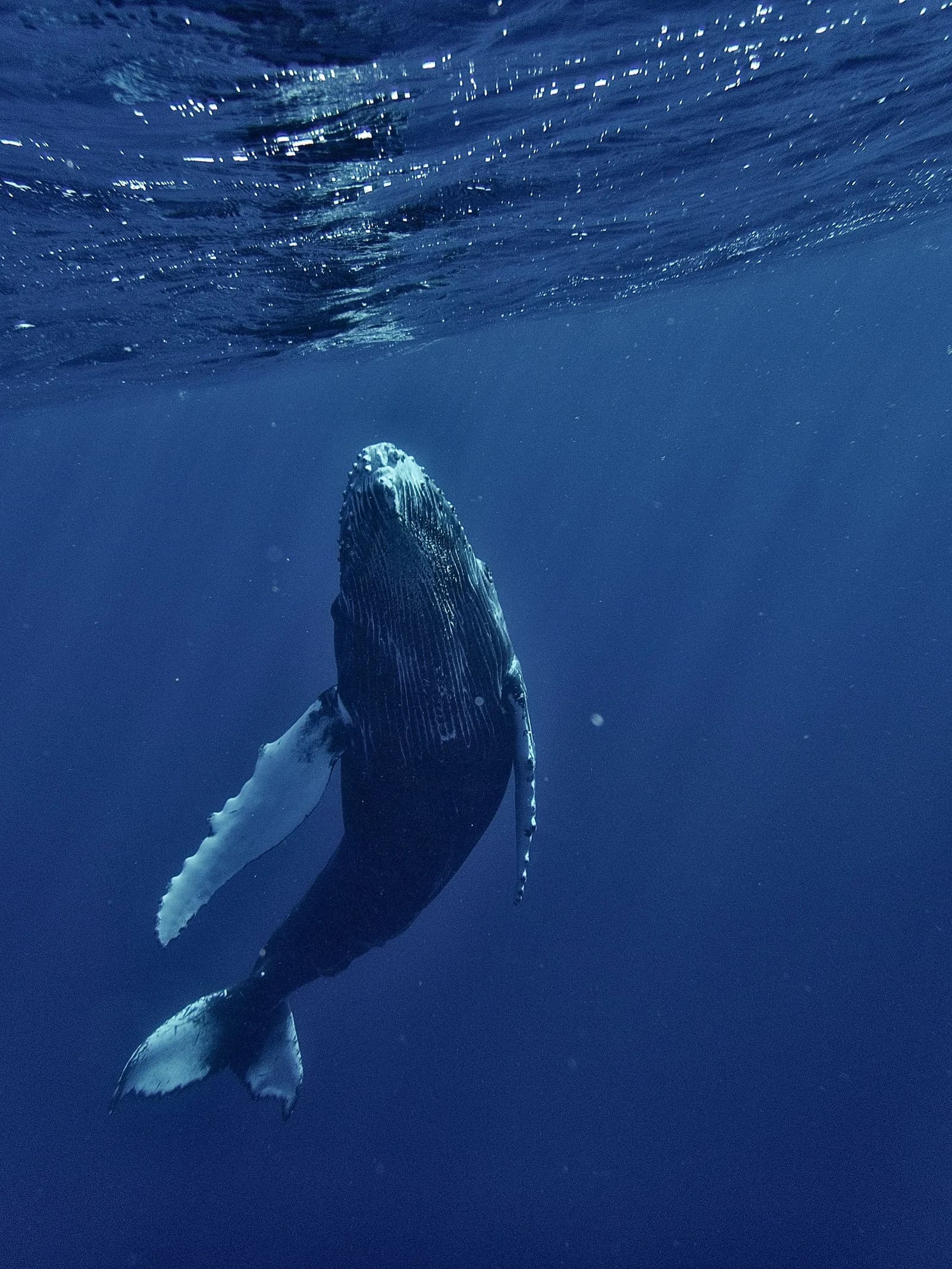Whale watching catamaran cruise encounter with majestic blue whales in Mirissa, Sri Lanka.