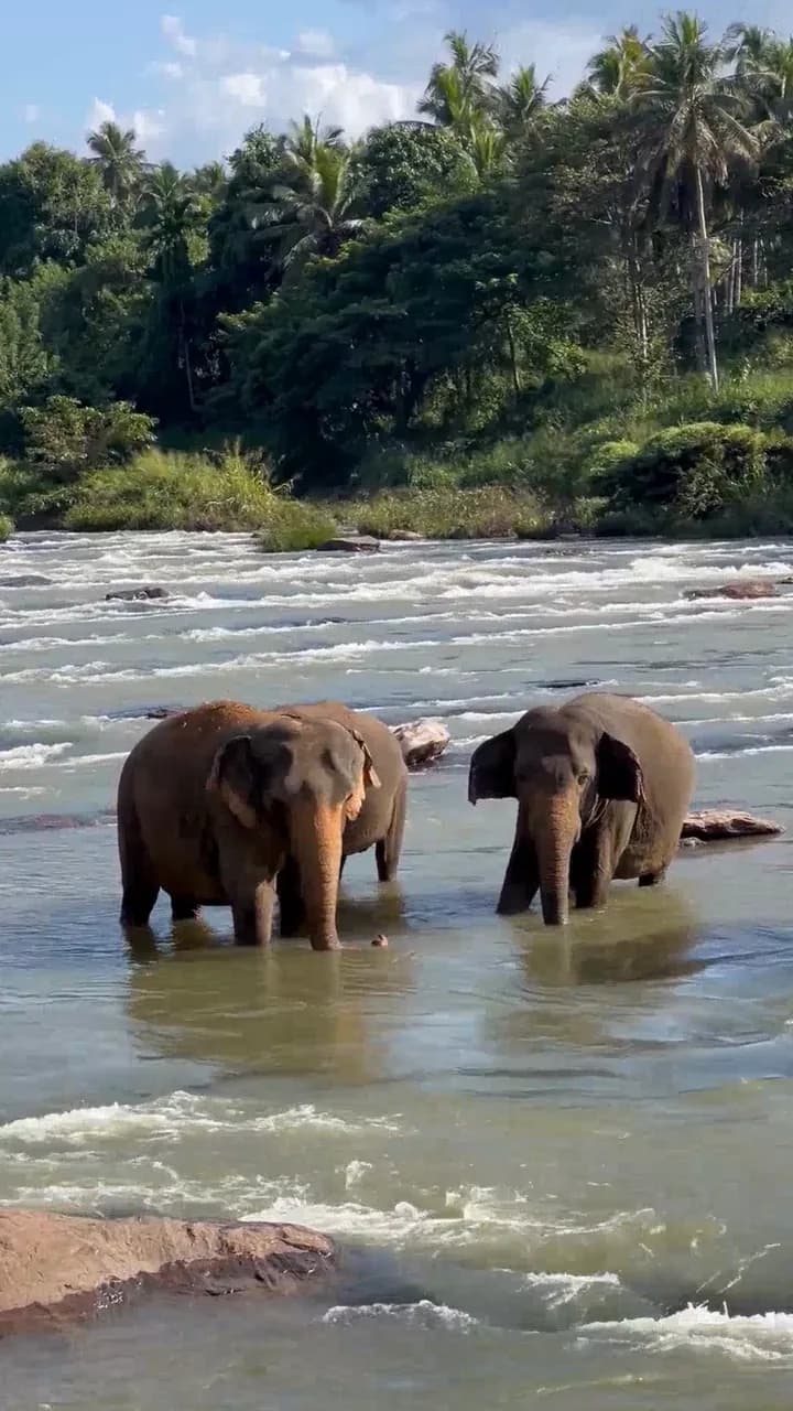 River Herd Morning Bath