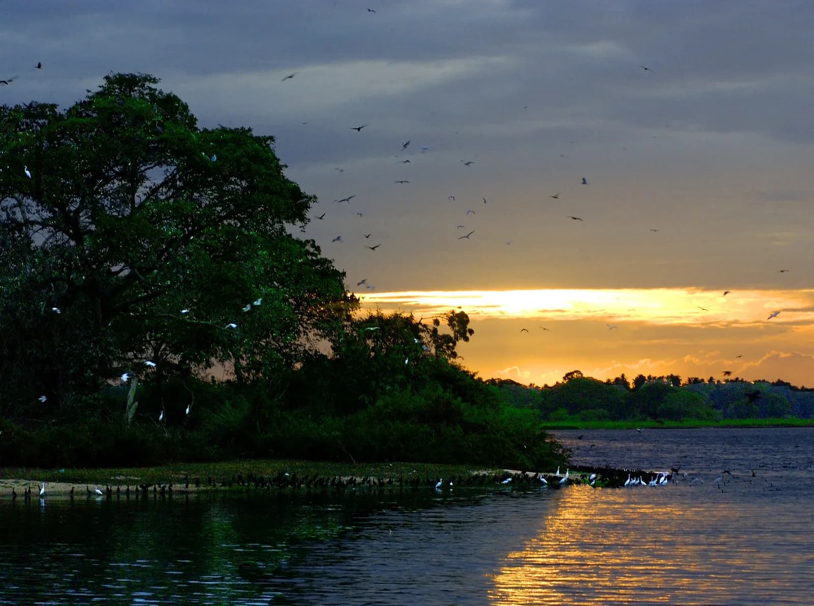 Bundala National Park lagoons and coastal wetland birds