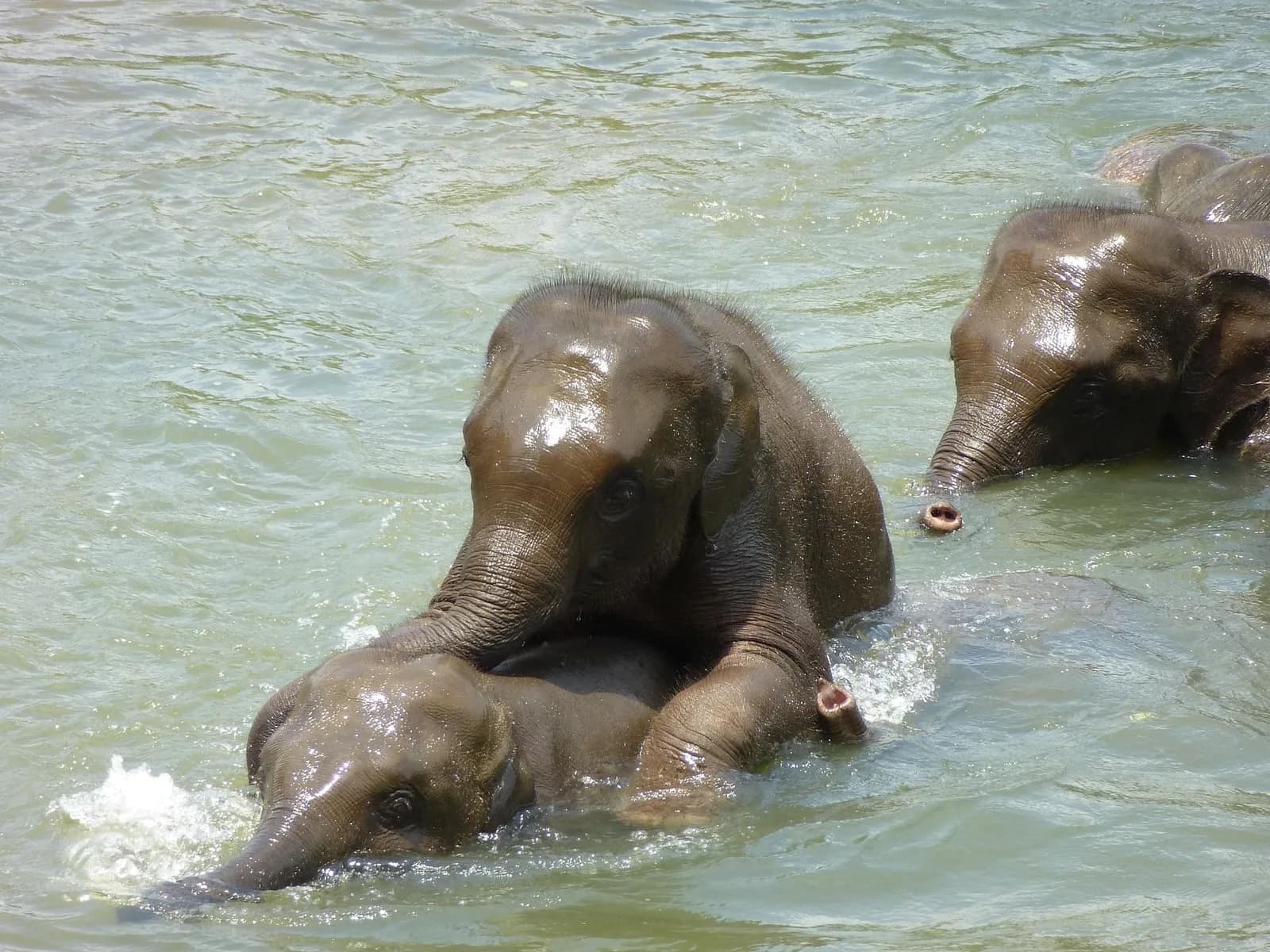 Large herd of wild Asian elephants gathered on the green reservoir banks of Minneriya