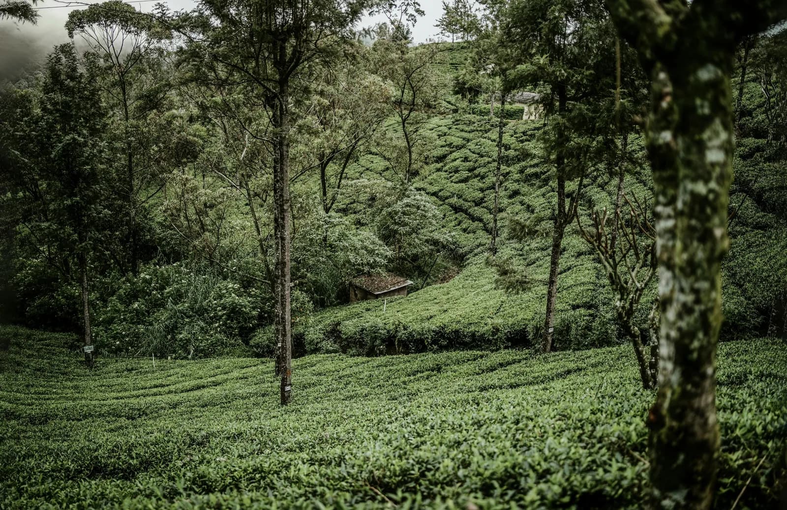 Terraced tea plantation on the misty hillsides around Nuwara Eliya